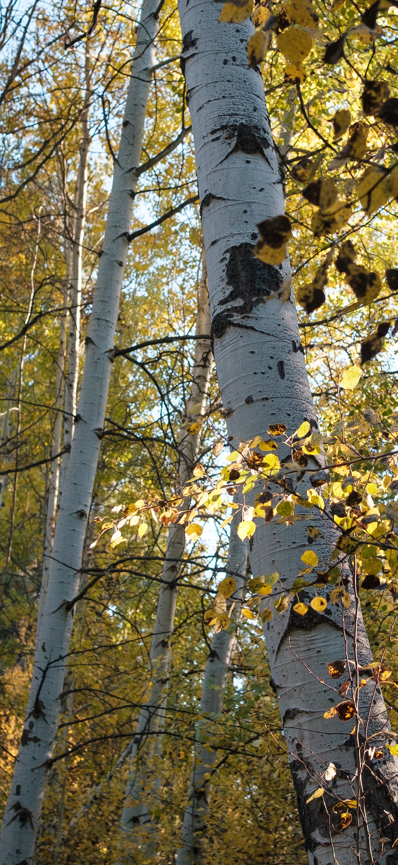 Forlorn Foliage Phone Wallpapers