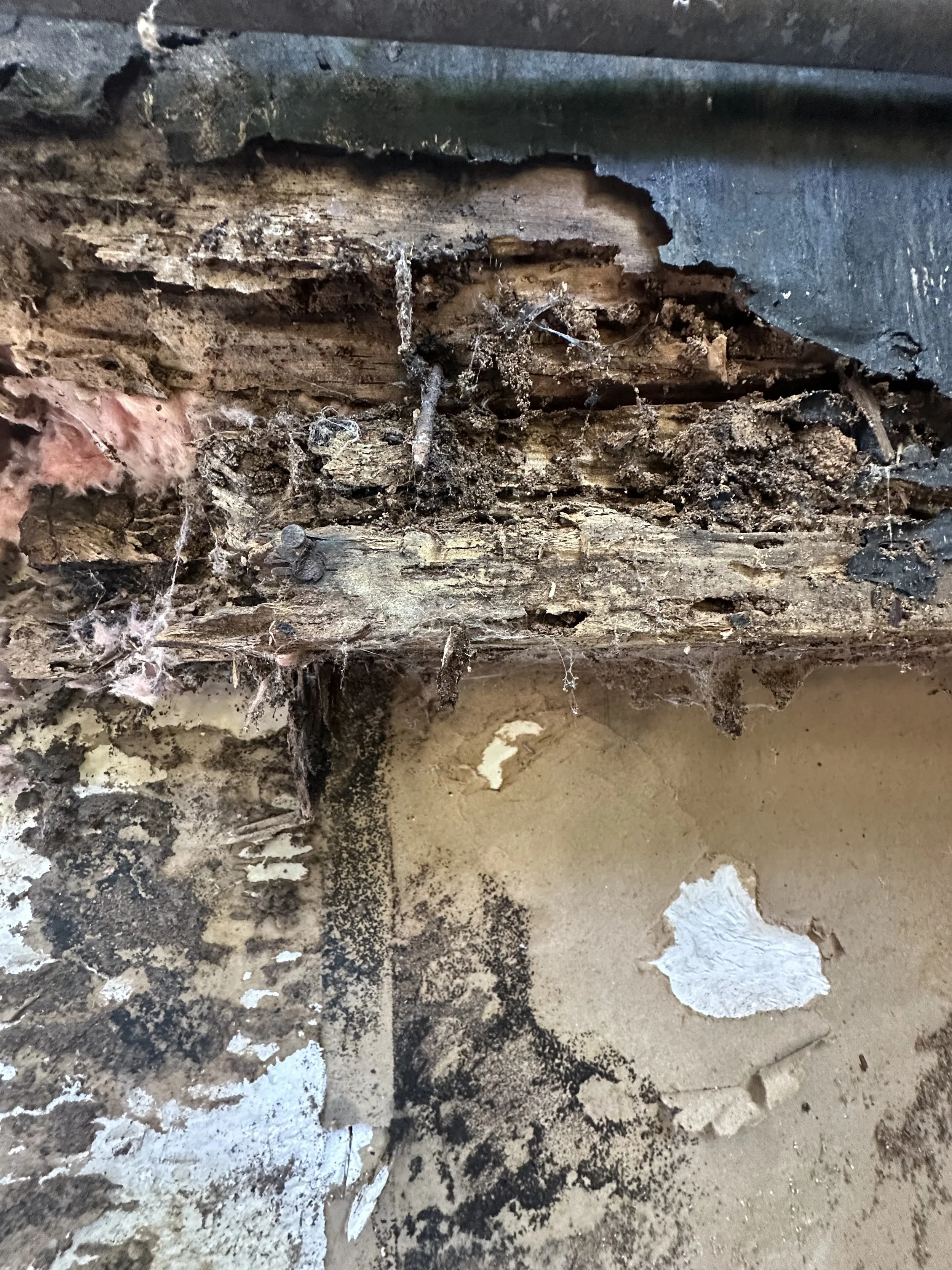 030A197D-9FA9-4A69-839F-A3CE2F0856CBConquering Wood Rot in Seattle: How Baklinski Turns Hidden Decay into Home Heroes.jpeg