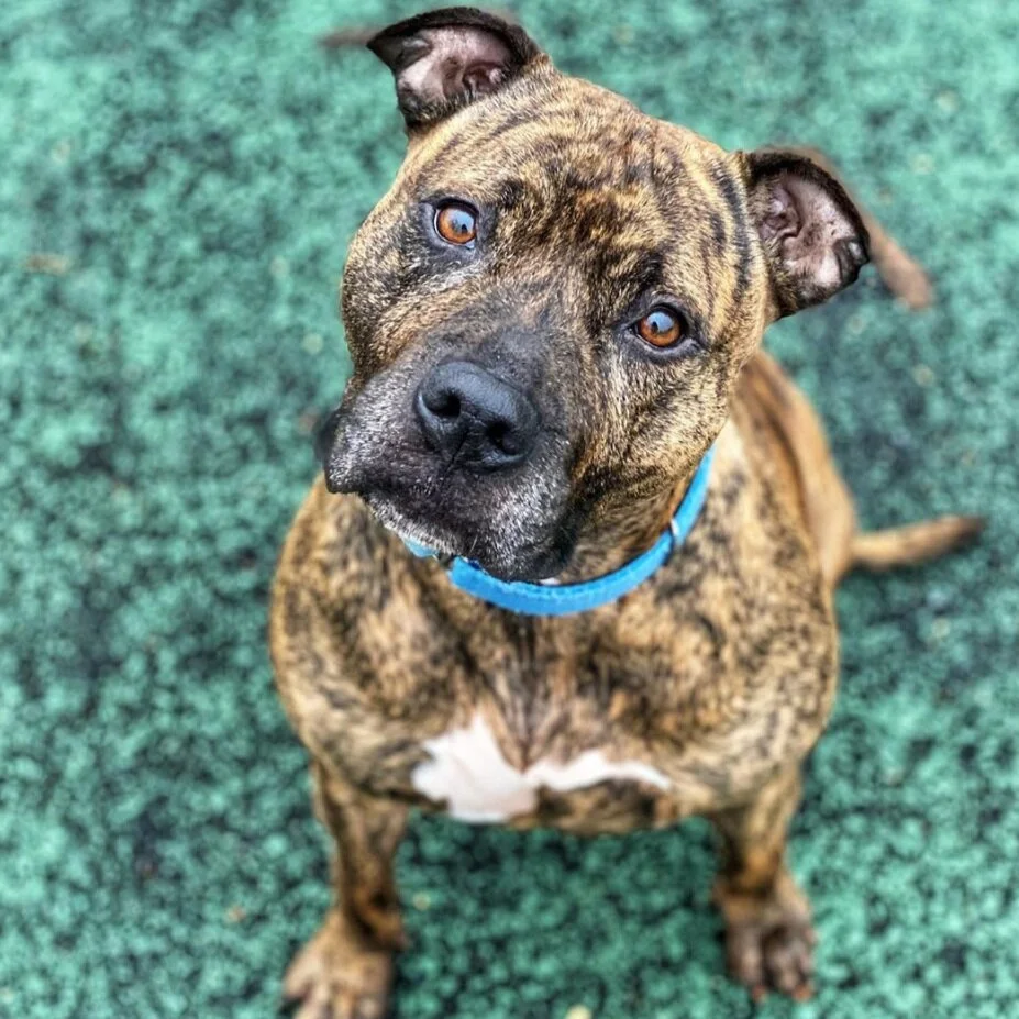 Help Out the Deserving Dogs at Liberty Humane Society