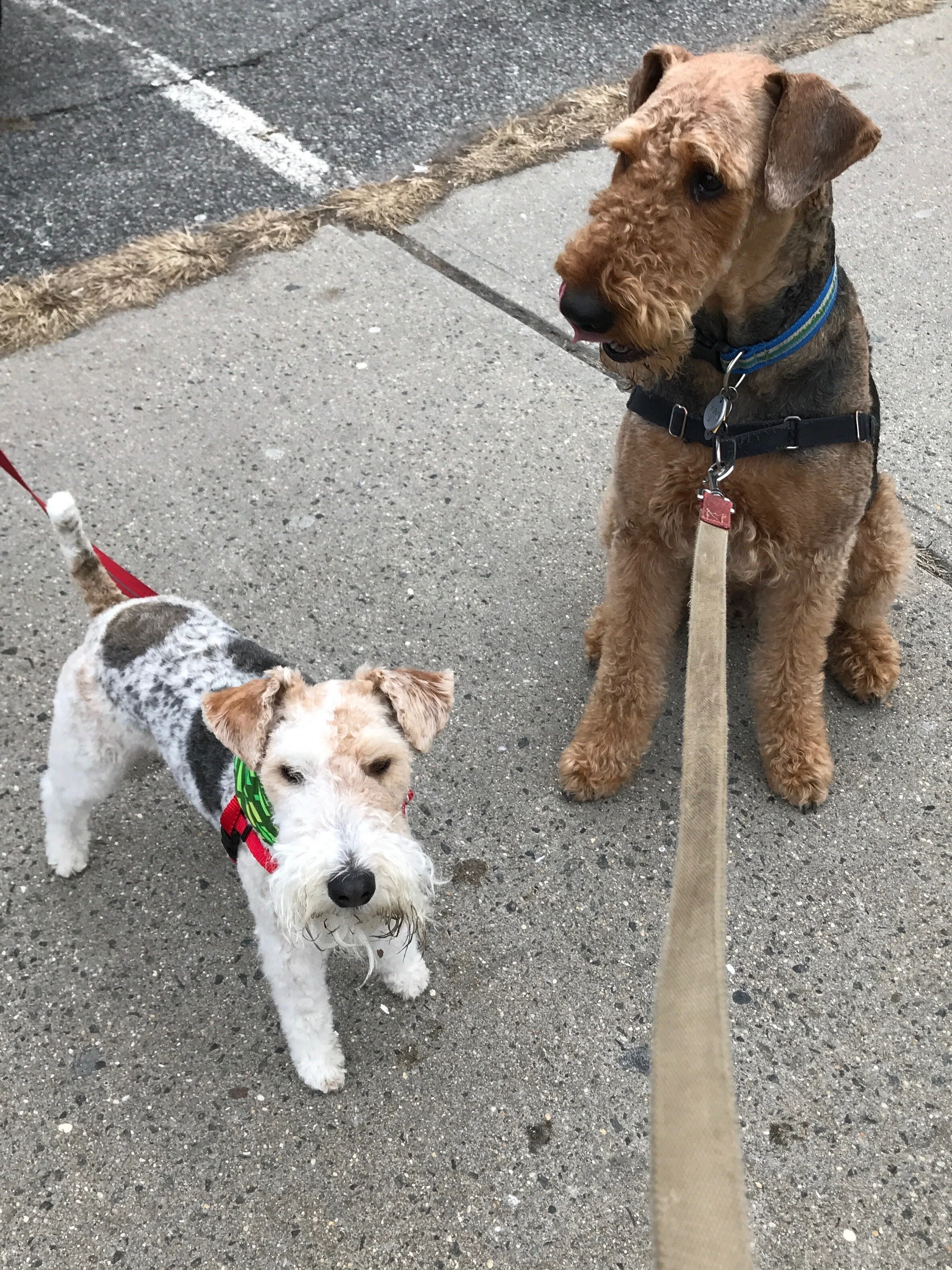 A Decade of Dogwalking in One of the Country's Best City's to Own a Dog