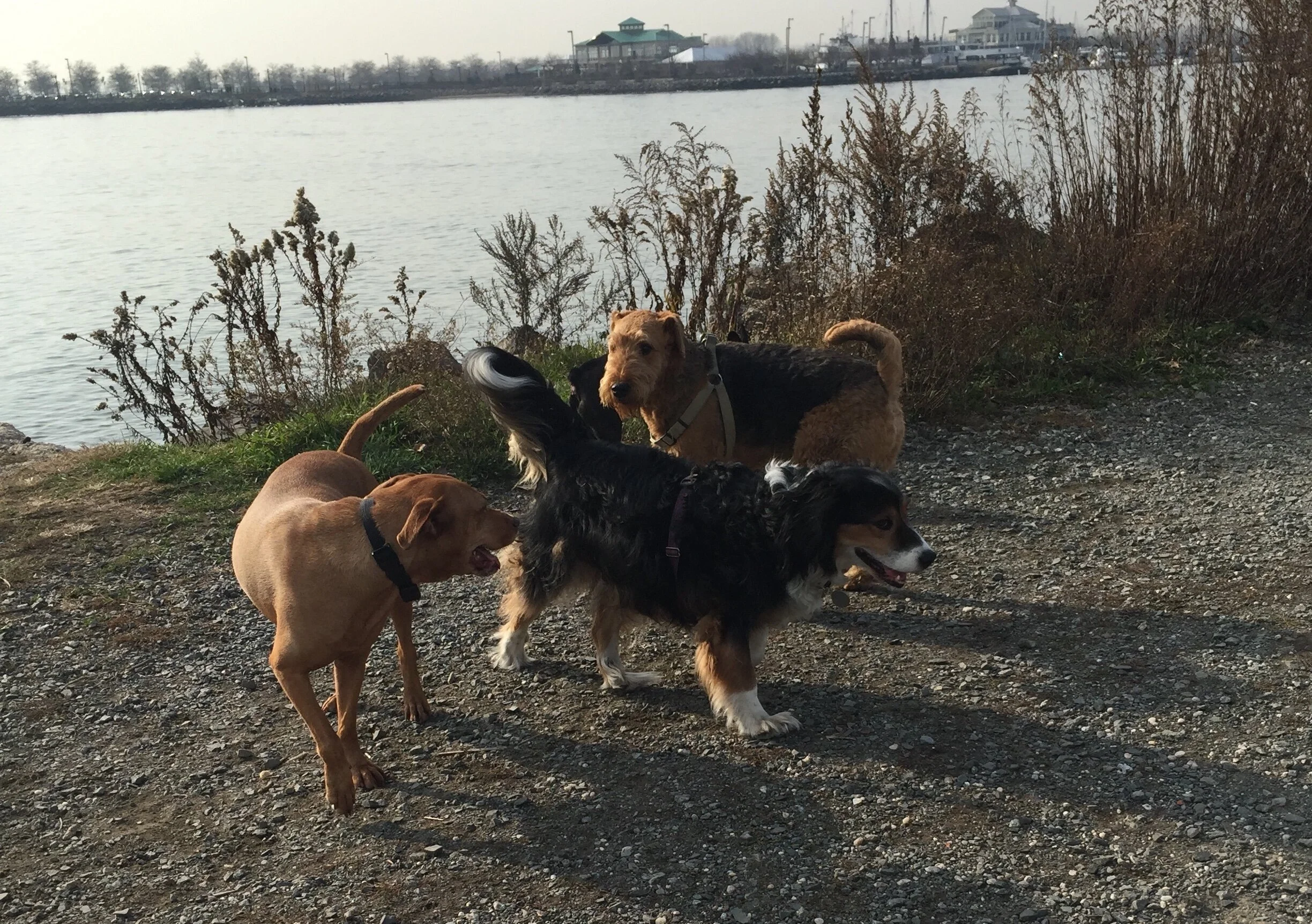 Devote a Day to JC Dogs on June 29