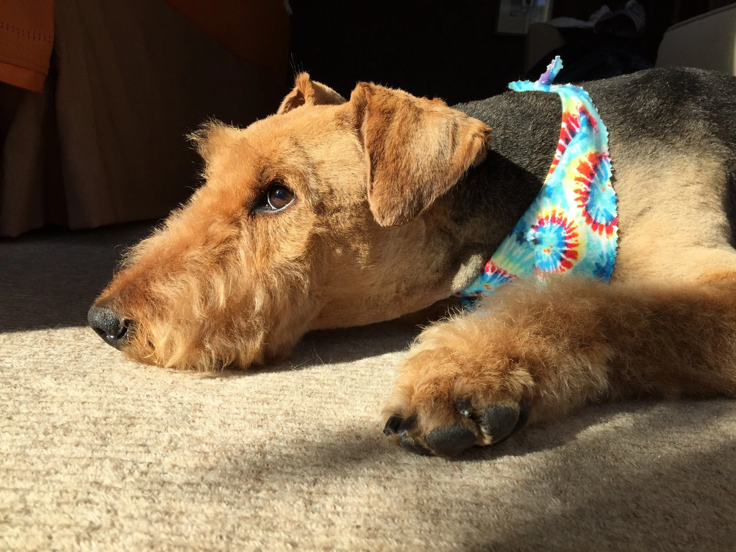 Bayonne Business Spotlight – Dr. Frezzo/The Animal Clinic of Bayonne