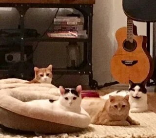 Help Our Furry Friends at The Feel-Good Fundraiser of the Season!