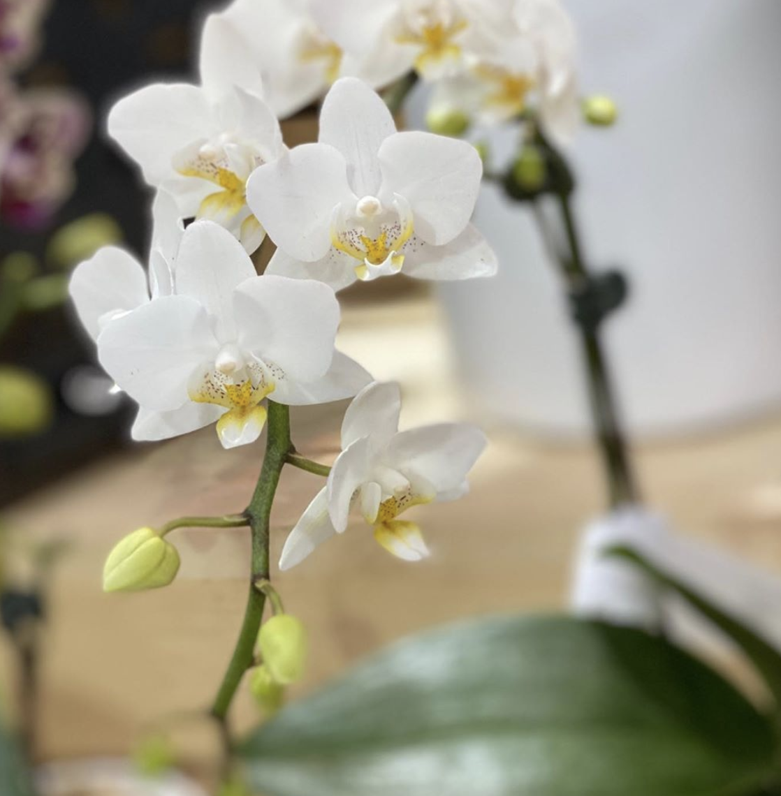 Shop Local at 14th St. Garden Center