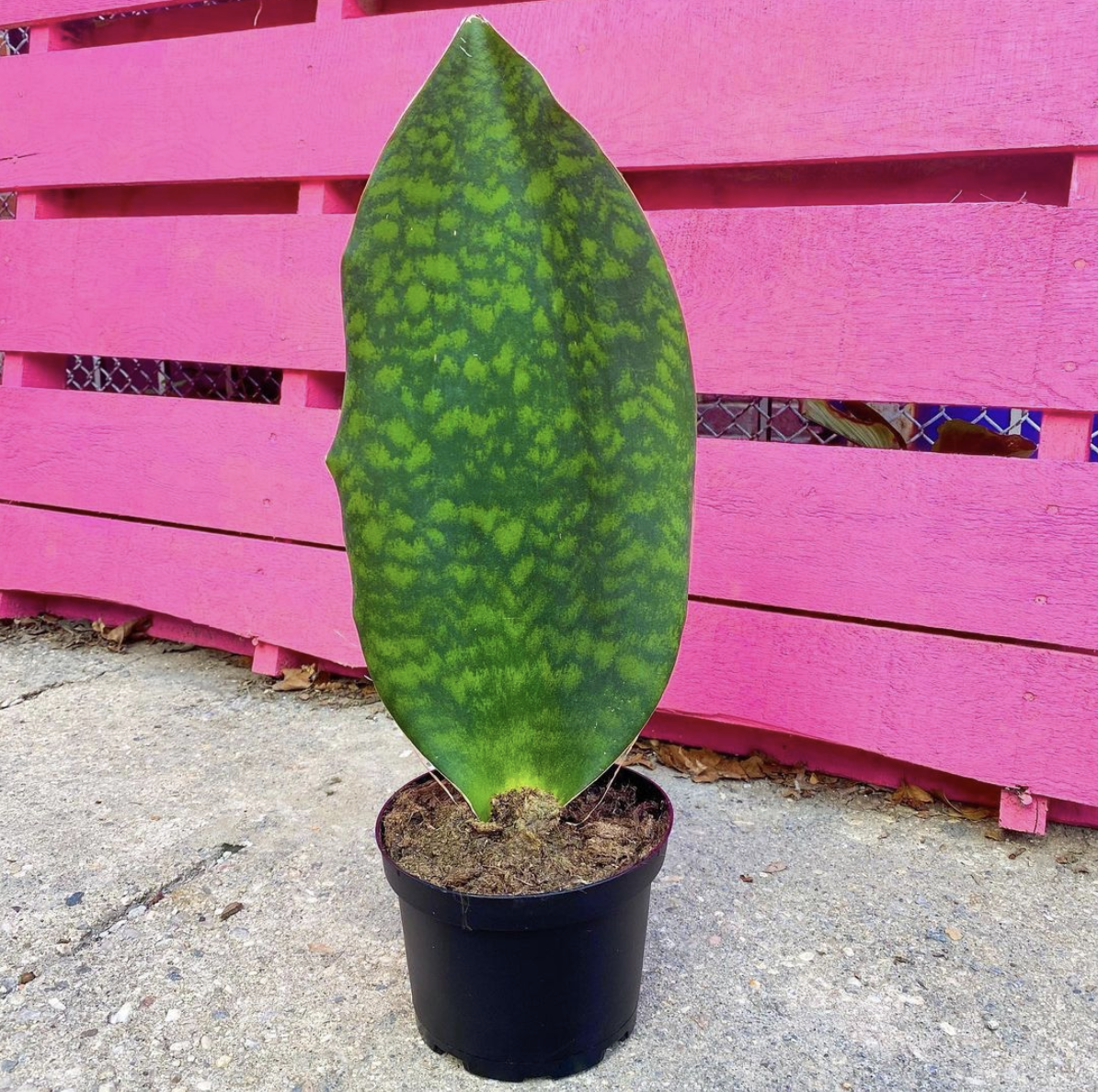 Plantify Your JC Life