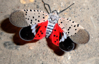 Update on SLF (Spotted Lantern Fly) in New Jersey