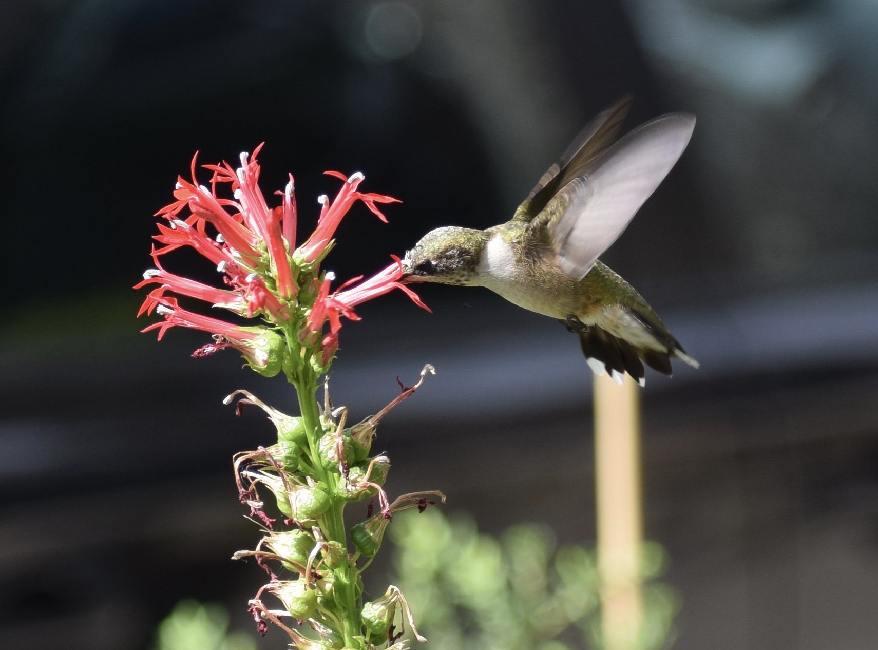 Native NJ Gardens 101