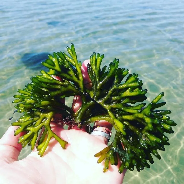 Enjoy Jersey’s Island Paradise This Summer