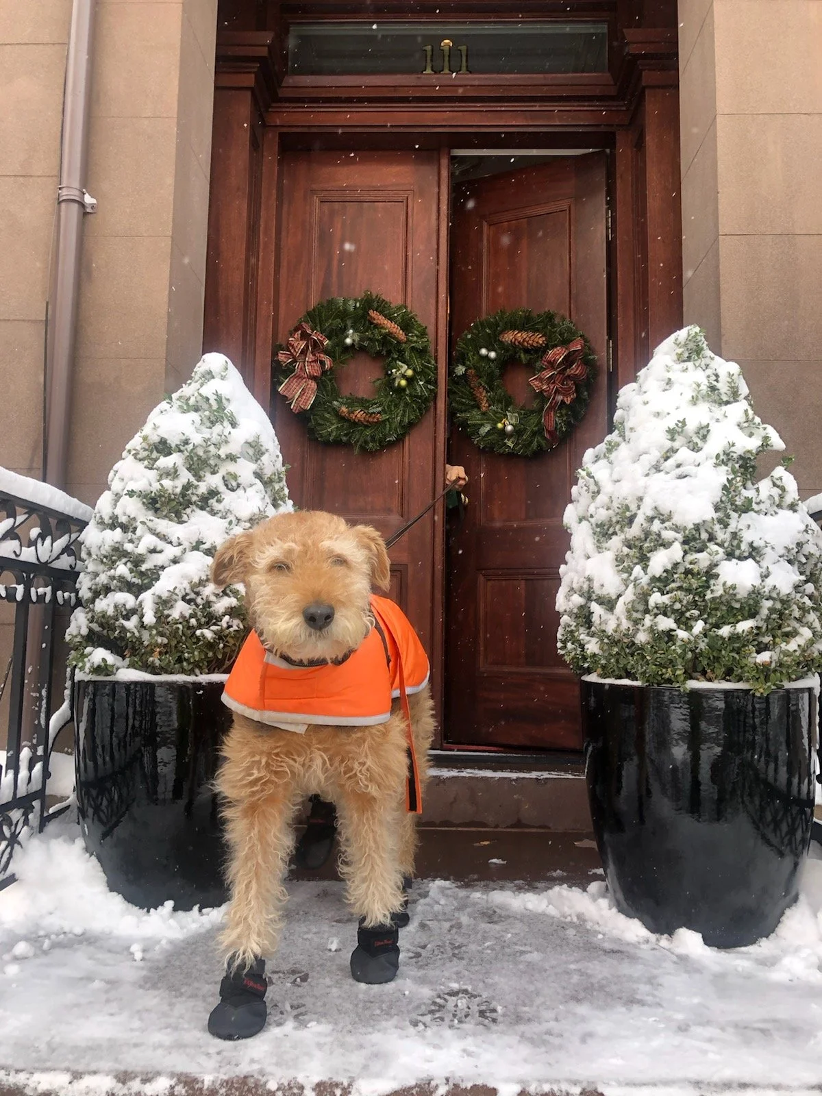 Paw Patrol – Phoebe’s Winter Tips for Dog Lovers