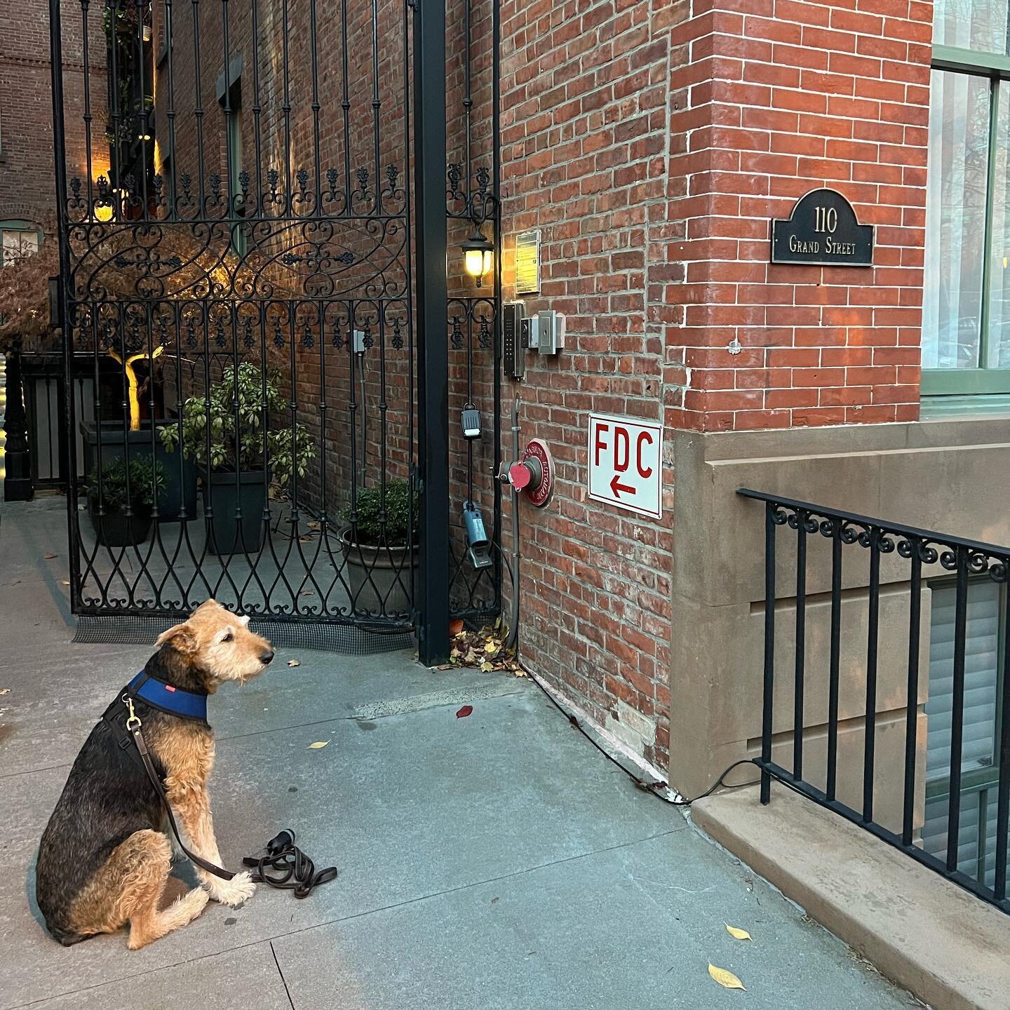 Phoebe helping to put lock boxes on our new listings. Can you tell she&rsquo;s thrilled? 🐶