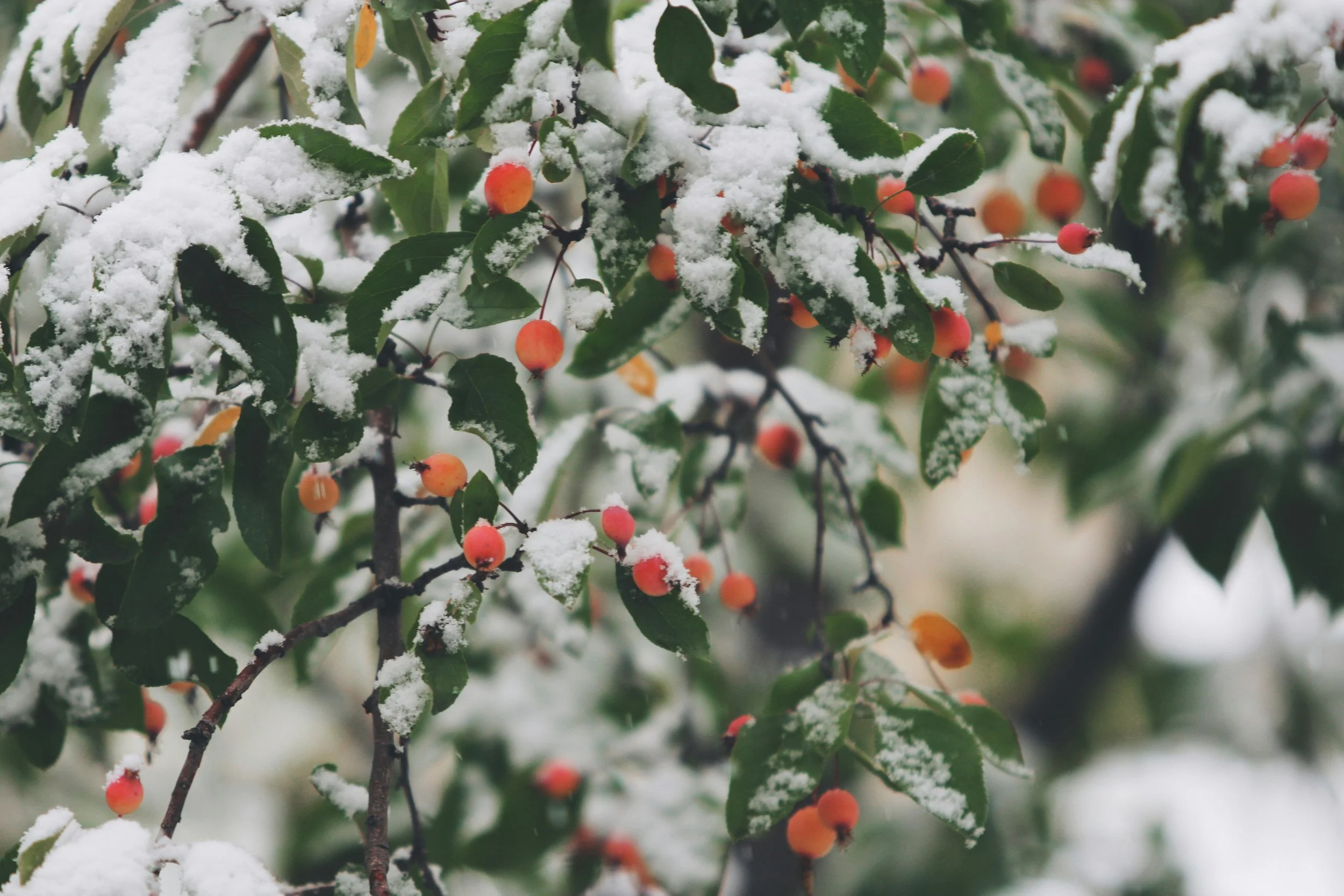 Winter Social