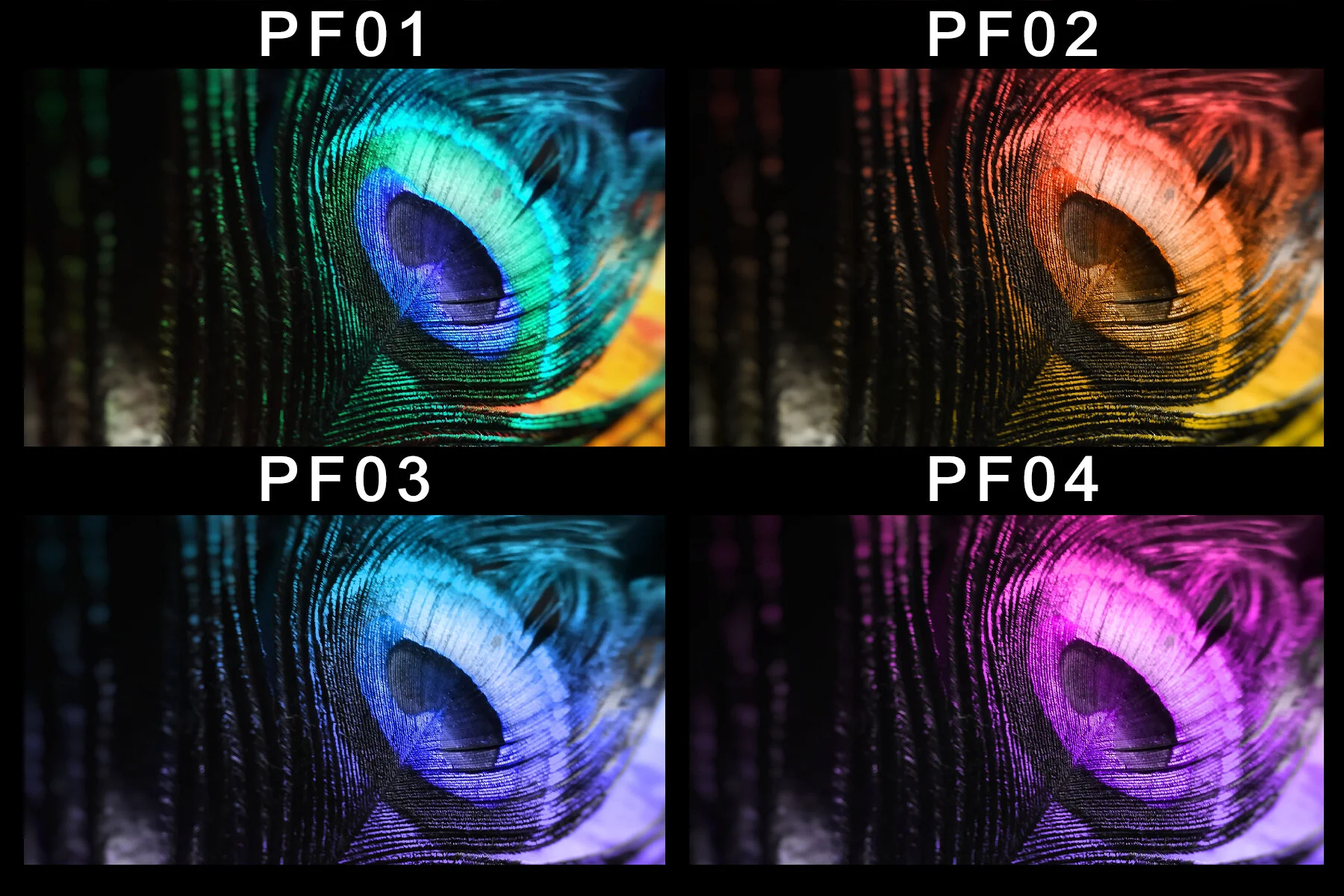 Peacock cover image.jpg