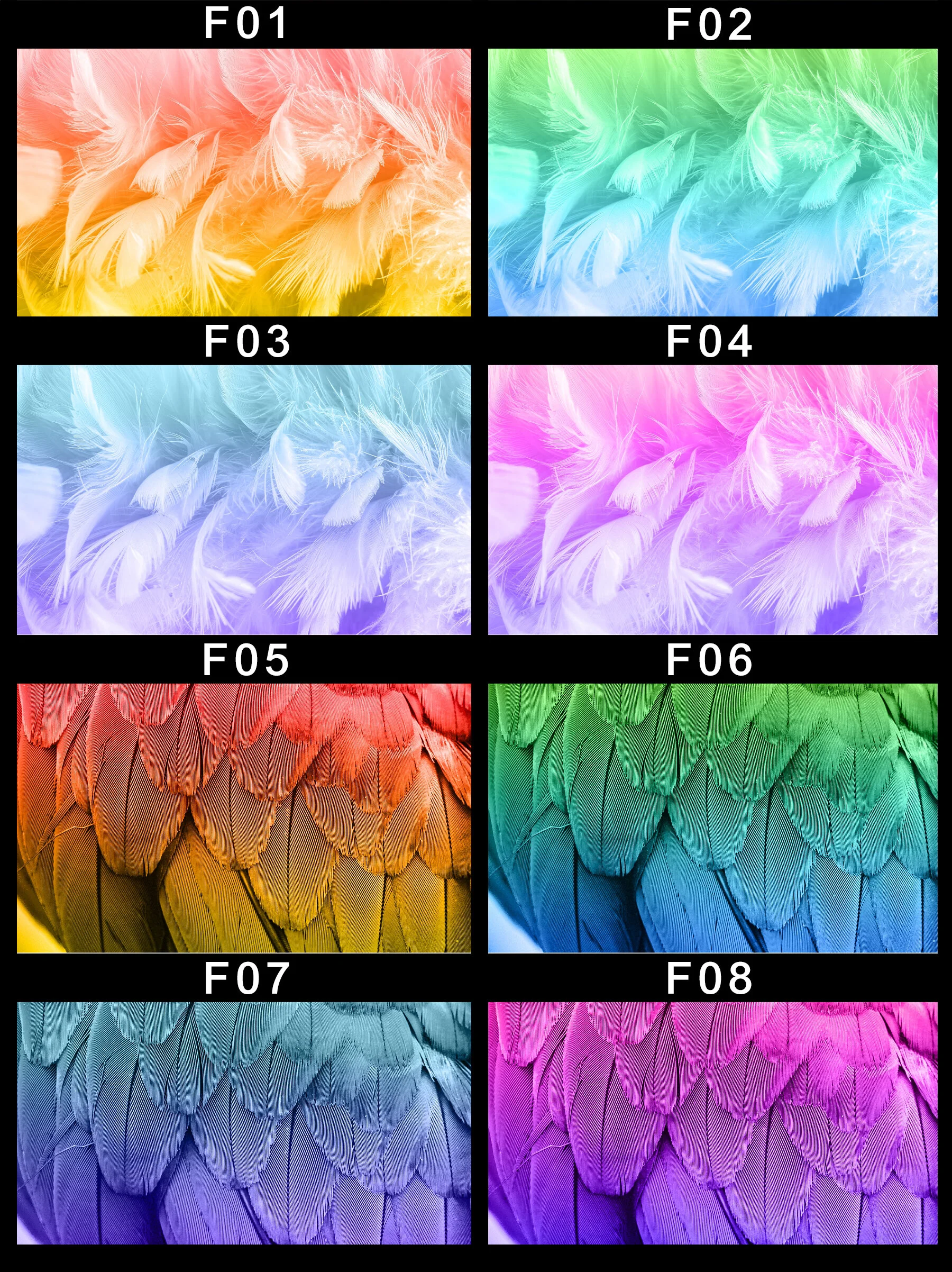 Feathers Cover Image.jpg