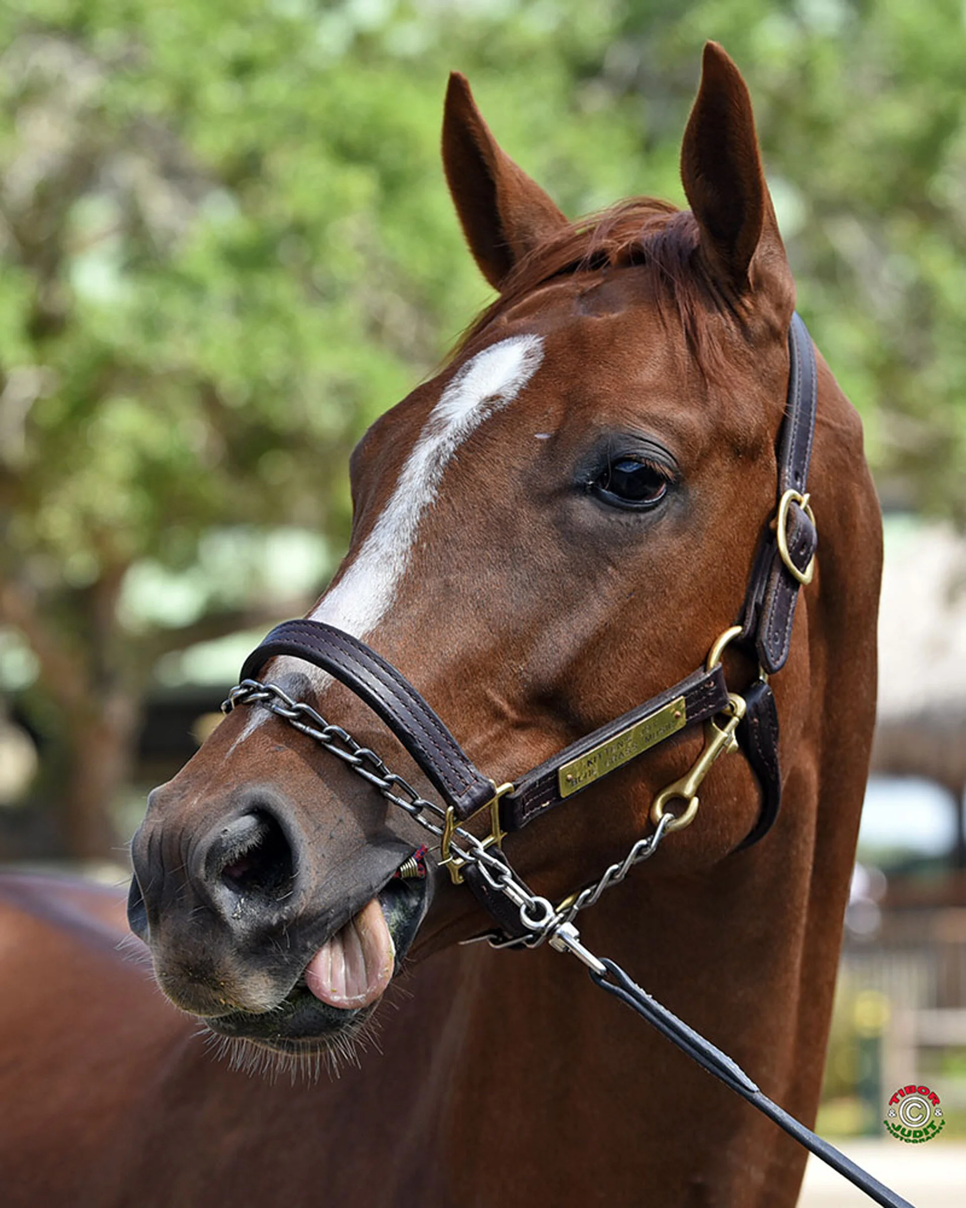 Our Horses — Bloom Racing Stable