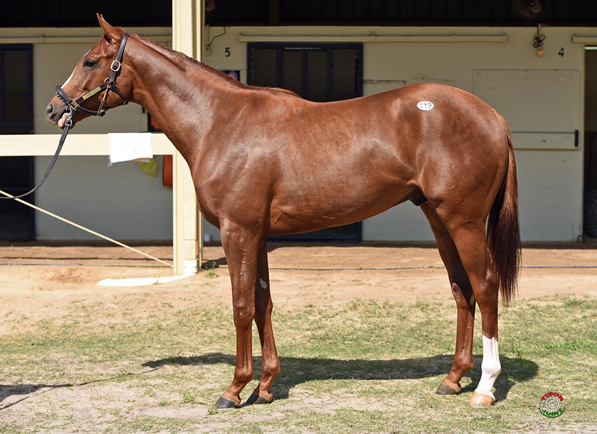 Henley's Joy — Bloom Racing Stable