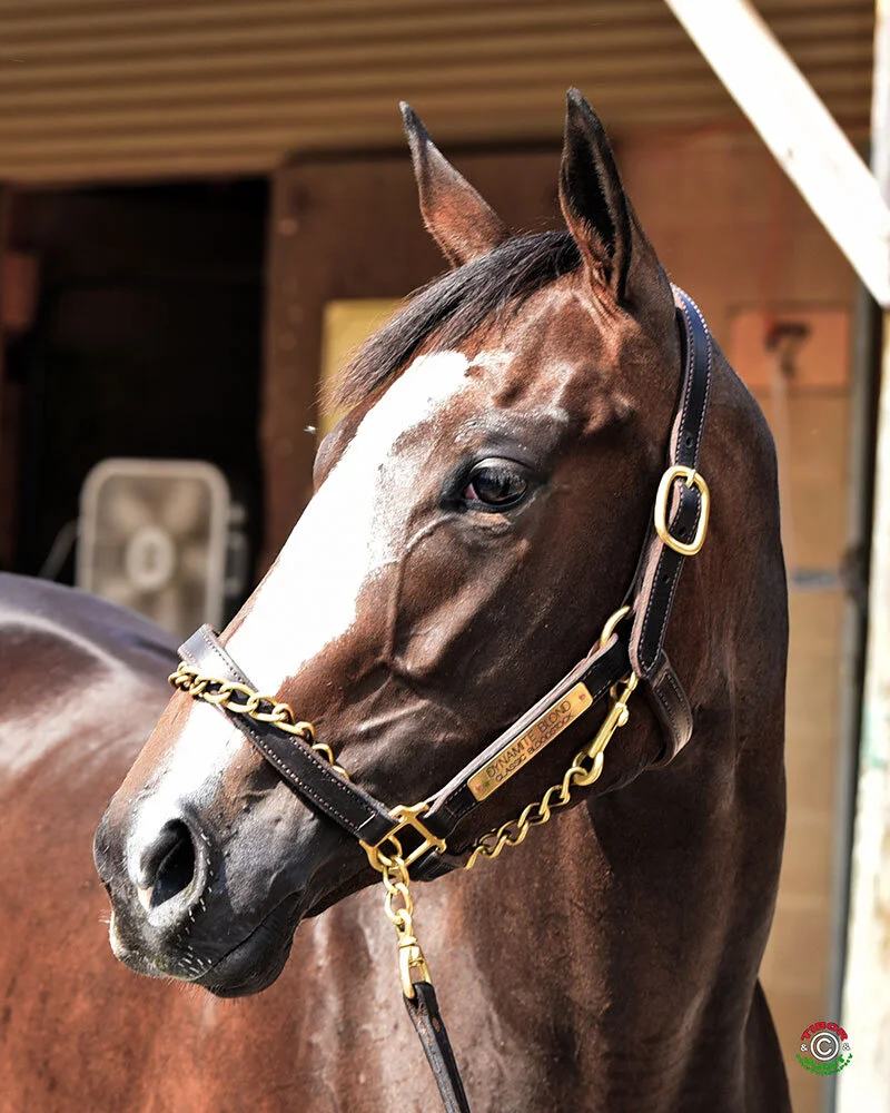 Our Horses — Bloom Racing Stable