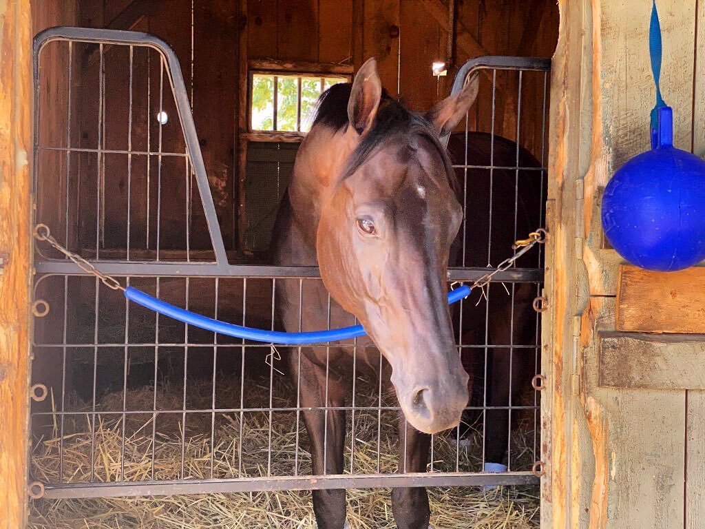 Today&rsquo;s the day! The #WinAndYoureIN @BreedersCup G1 Personal Ensign. Let&rsquo;s go Bisou! ❤️ 

#MidnightBisou💋 #EarsUp