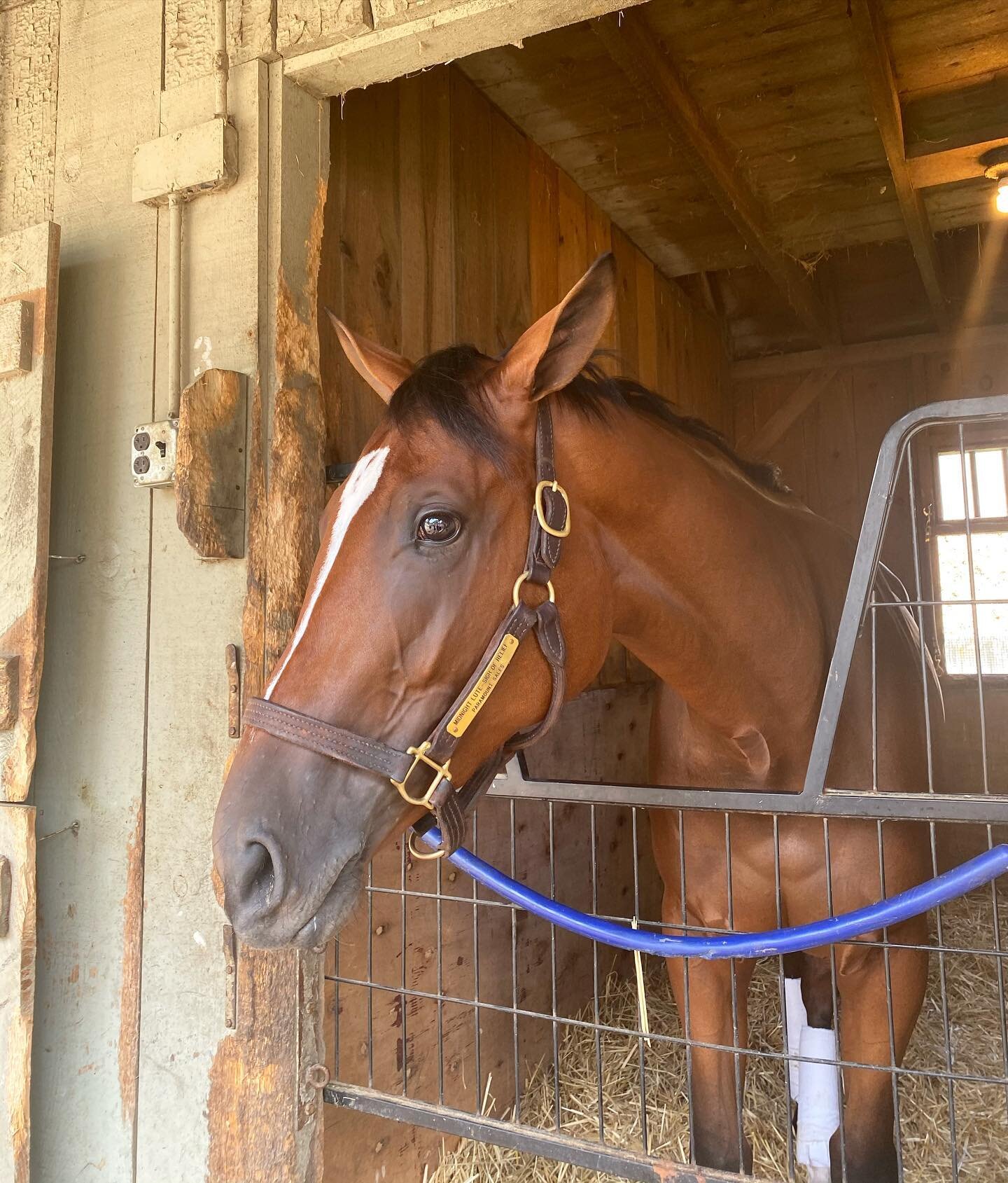 Lutescoot N Boogie makes her debut today at Saratoga in the 2nd for trainer Steve Asmussen!

Any @brooksanddunn fans out there? Her name might sound familiar to you...🤪

#BootScootNBoogie #lutescootboogie