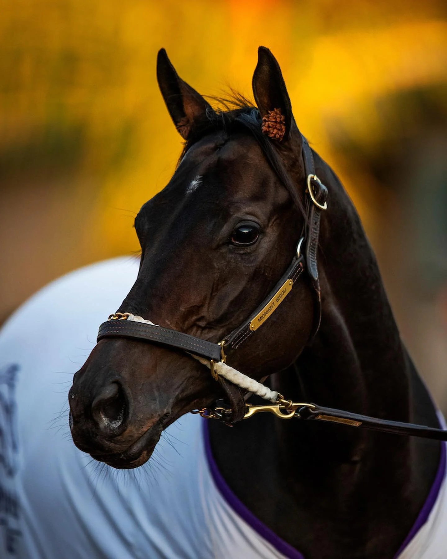 Bloom Racing Stable