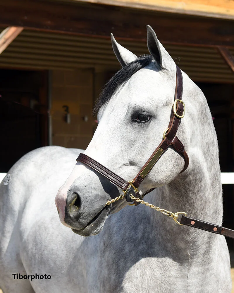 Our Horses — Bloom Racing Stable