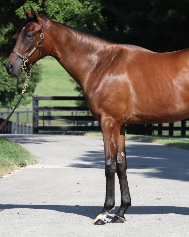 Our Horses — Bloom Racing Stable