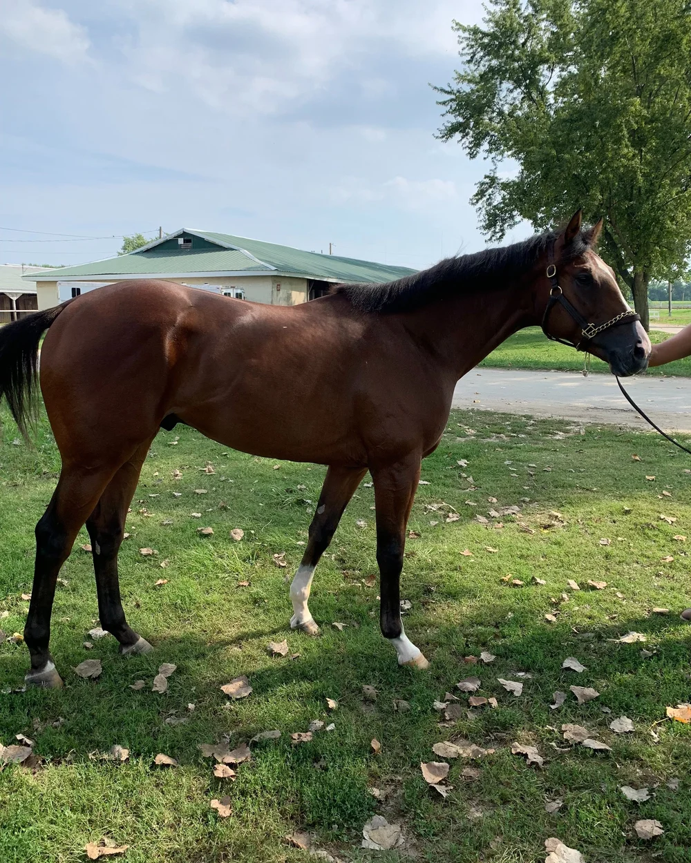 Our Horses — Bloom Racing Stable