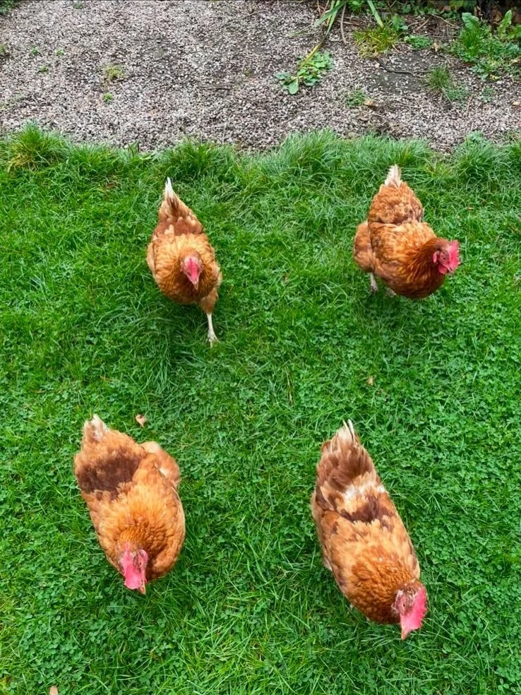 We asked our students to tell us about their pets! And there are a lot of circus pets out there! 

&lsquo;The girls&rsquo; pictured here, in perfect synchro formation 

🐓🐓🐓🐓

#petsofinstagram 

&lsquo;Billy&rsquo; 

Likes to play with fire 🔥 

&