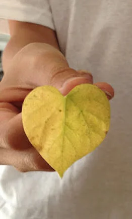 image-assetyellowleaf.jpeg