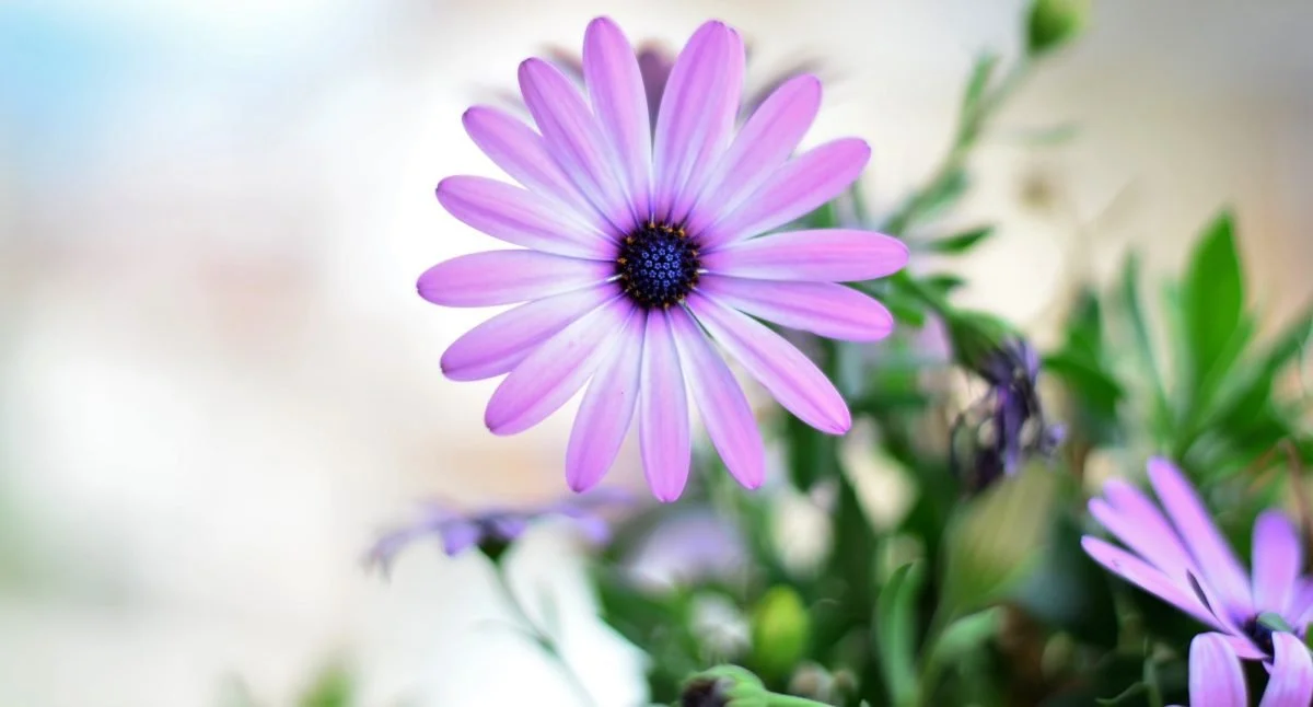 Mindfulness Basics for Wellbeing