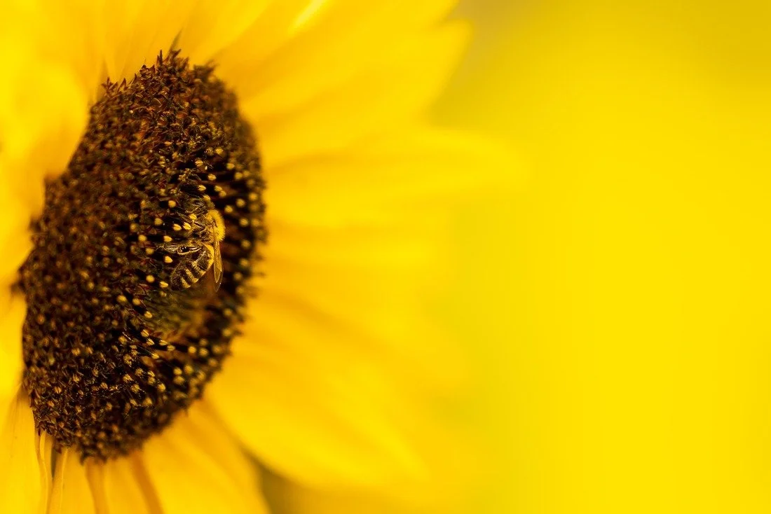 RESTORE & RADIATE - Summer Spa Yoga