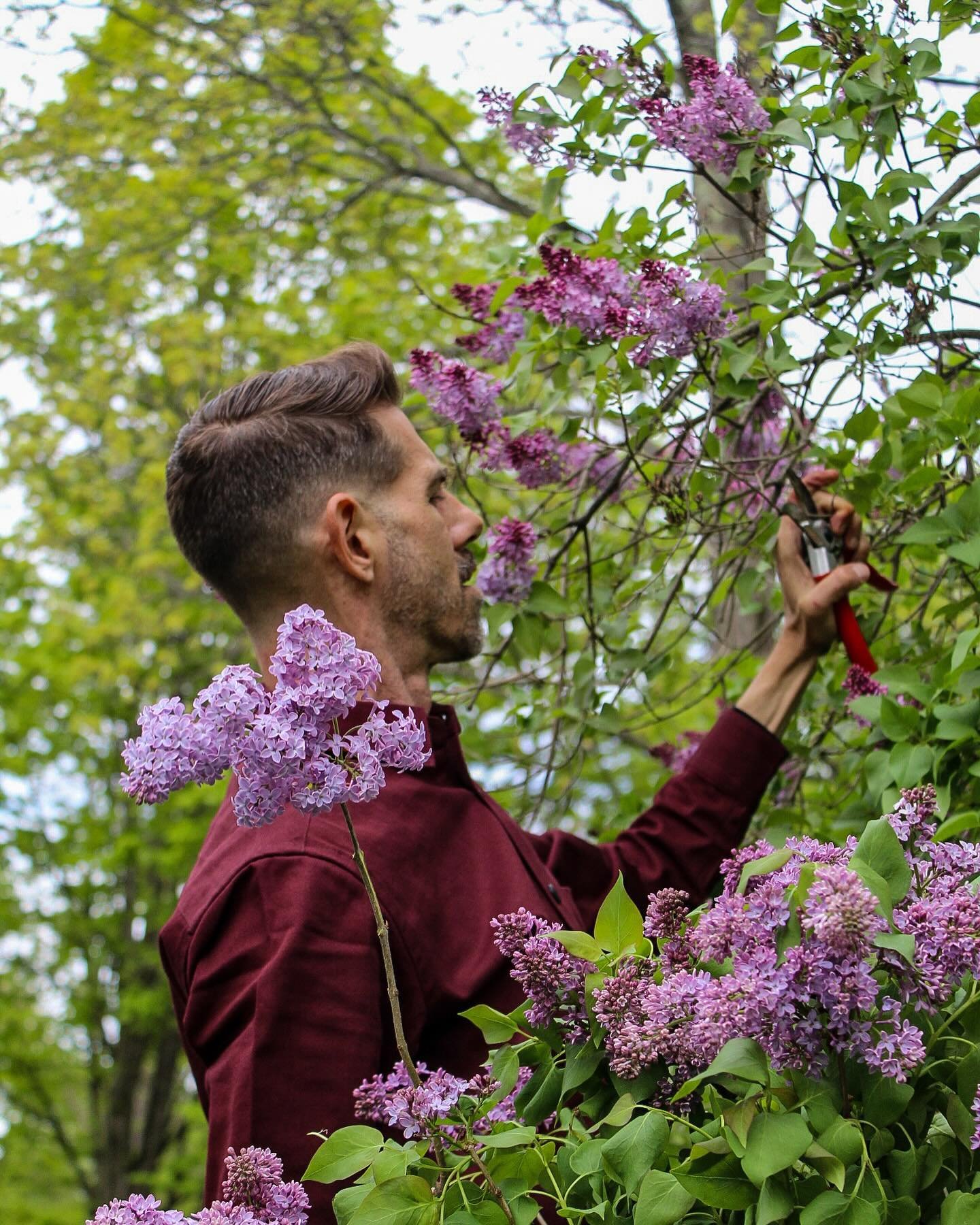 We&rsquo;re loading up on the fleeting lilacs for this weekend on the knoll. I cherish having these mature stands of old lilacs right outside our door, that I can gather by the armful and craft a scented atmosphere in the shop once a year.