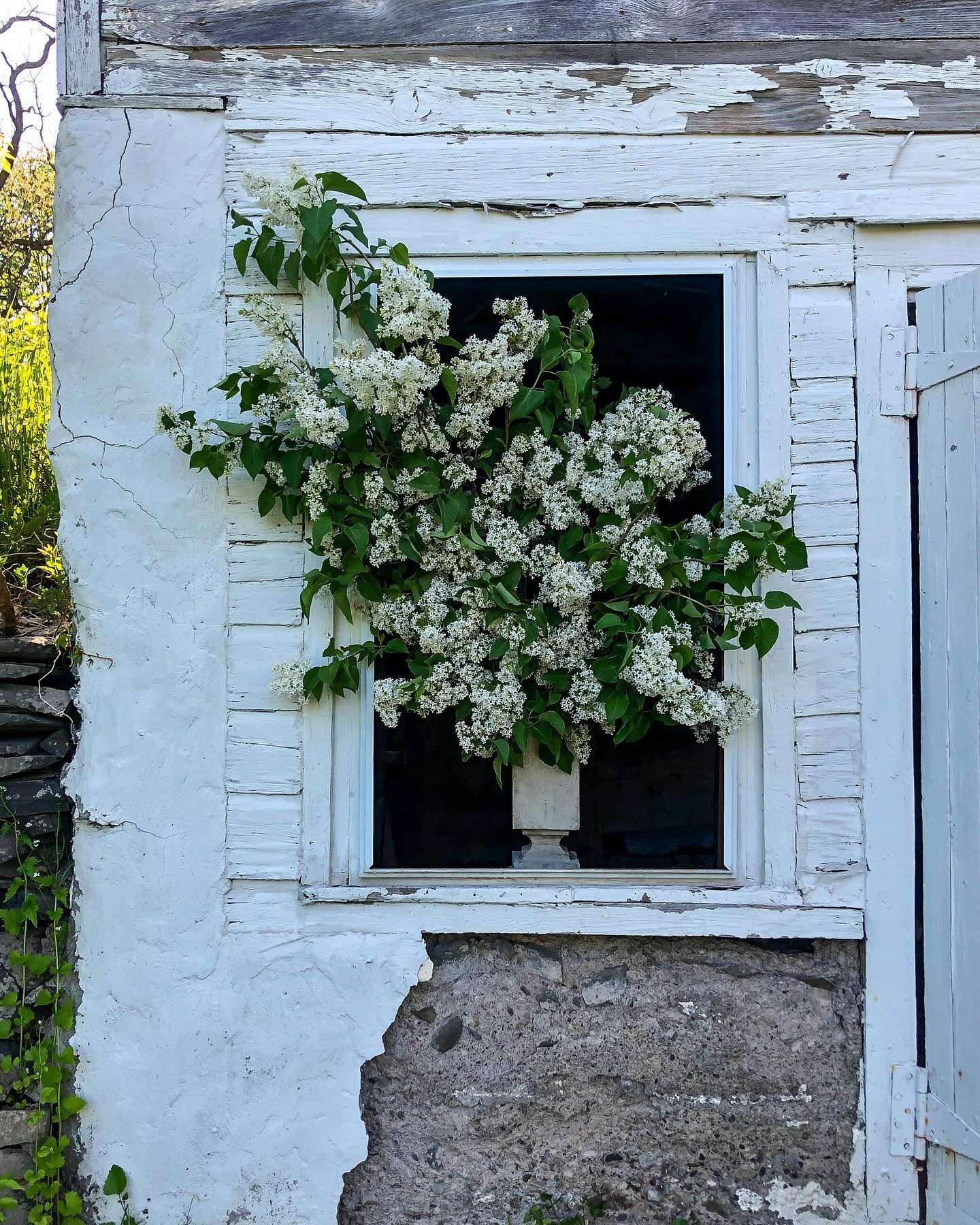 Open this Mothers Day Sunday 11-4 with @furbelow_and_bibelot tulipieres, our new porcelain vessels and fresh, romantic bouquets to compliment them. Visit, explore and take part in the heavenly scented atmosphere all around the knoll.
