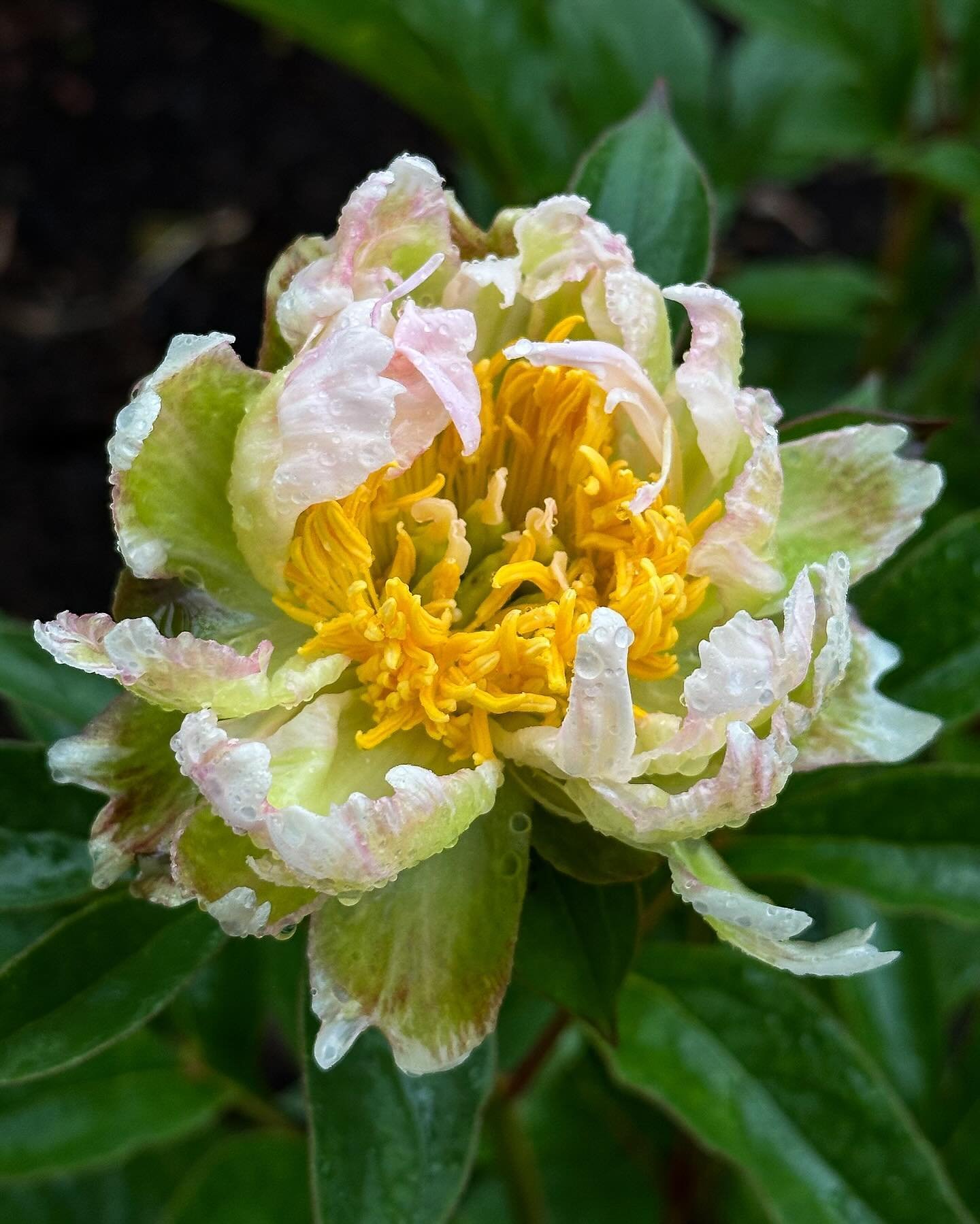 The first peony and other snippets from this week on the knoll. The intense greening is in full effect from the gardens to the shop and is especially striking on sodden spring days like this one.