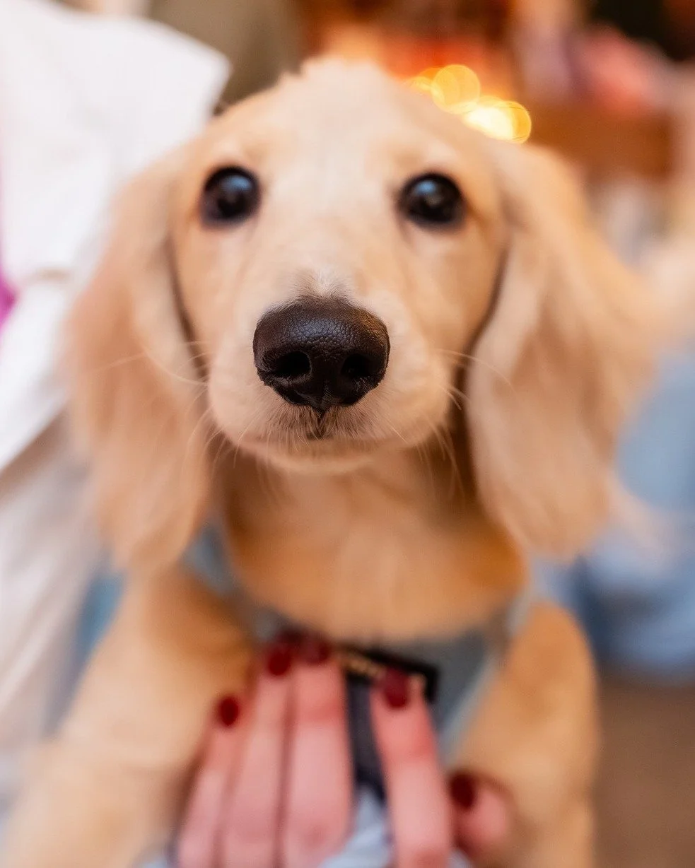 🎶 If you're happy and you know it, boop the snoot! 👏👏

If you're not happy, you don't have to boop the snoot, but he'll be sad 😢

📸 content captured by @monika_normand_creative