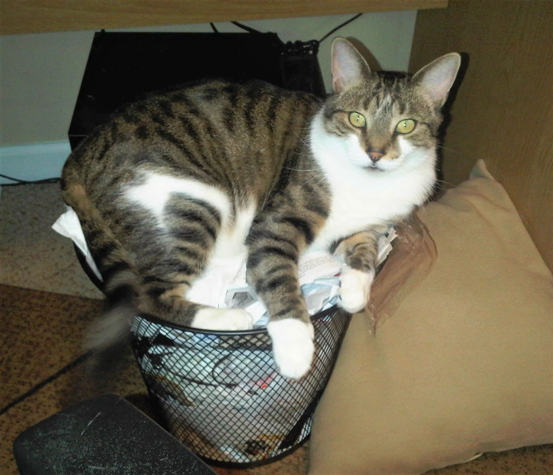 cat-pet-sitting-kennesaw