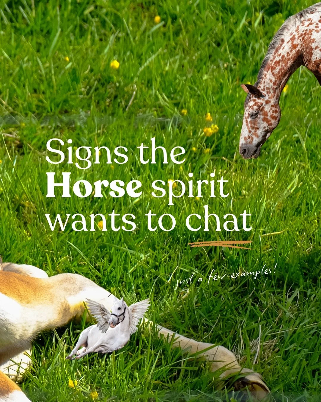 Giddy up, here are 6 signs that the horse spirit wants to chat! How is the horse speaking to you? 🐴 🧲🎠

Not proudly, I was once kicked out of horse camp as a girl. And I&rsquo;ve been in conversation with spirit about this experience and time in m