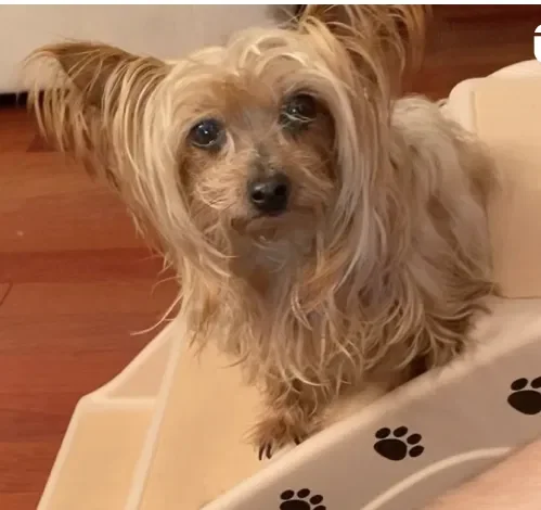 139f76f3-f1cc-416b-9dfb-25902f1a5c19_bdf4d95b-3739-423a-9e63-aaded0e4ec22_7415c3da-d7ba-4f1a-b635-70b692cb8cbe_Alfie on Stairs.webp