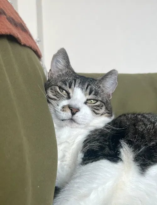 pet reading testimonial photo of client's tabby cat, Rosie