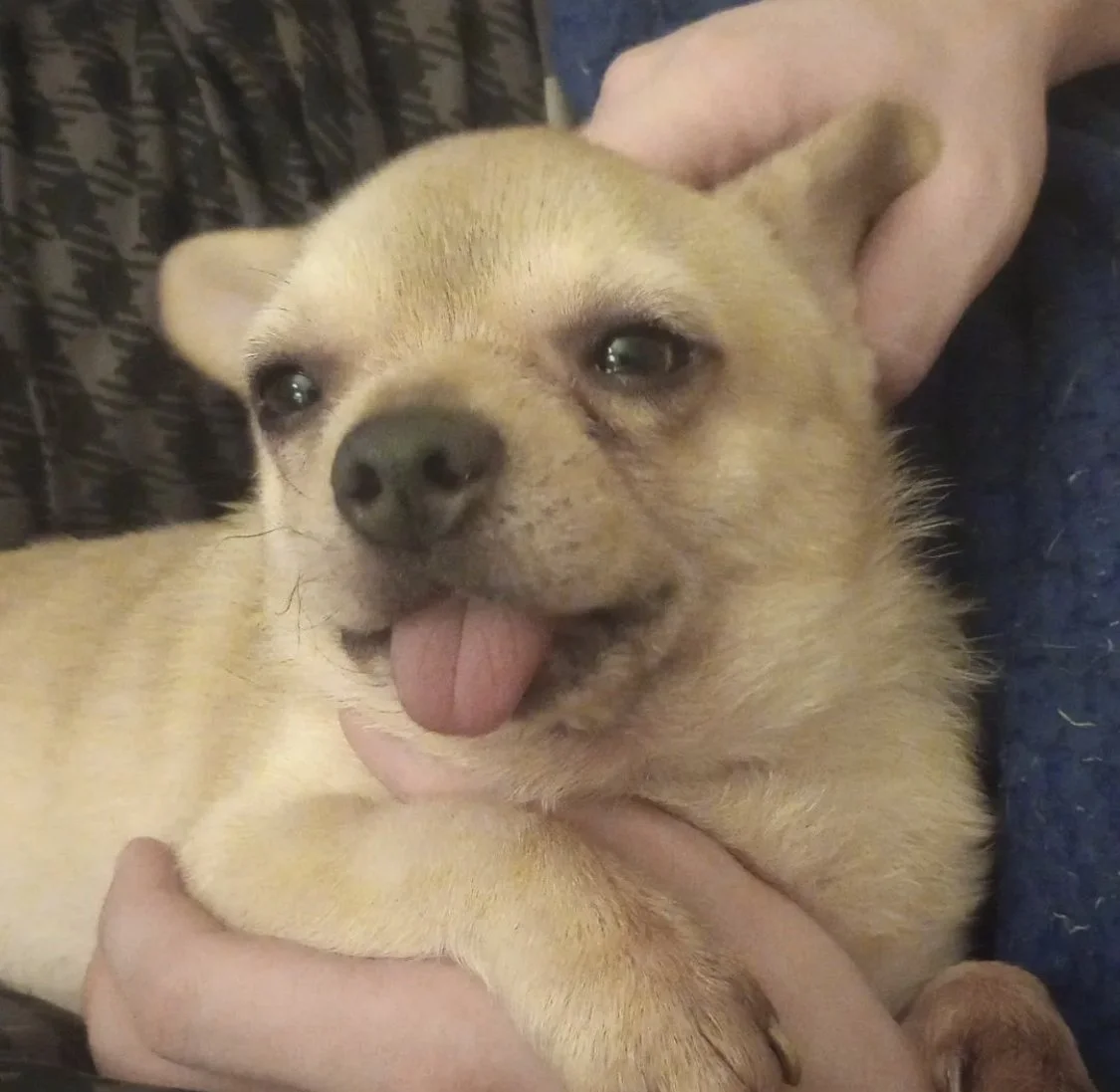 testimonial dog client.jpg