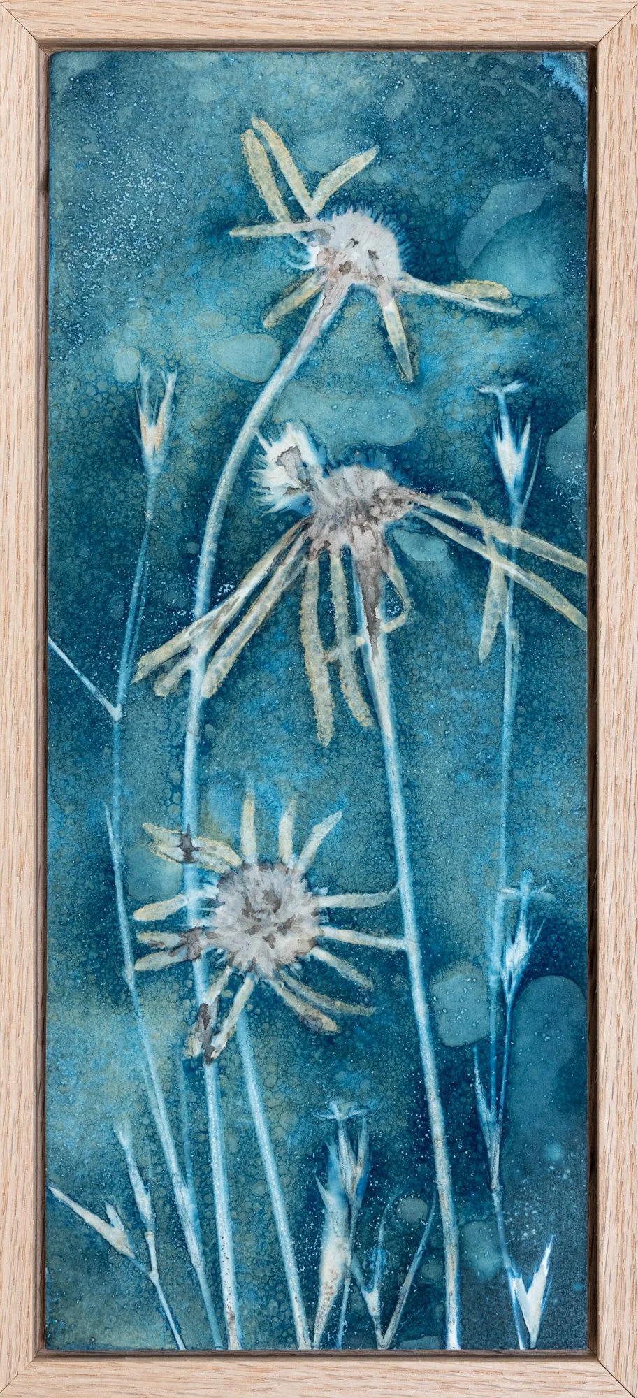 Roxi-Hardegree-cyanotype-Coneflower.jpg