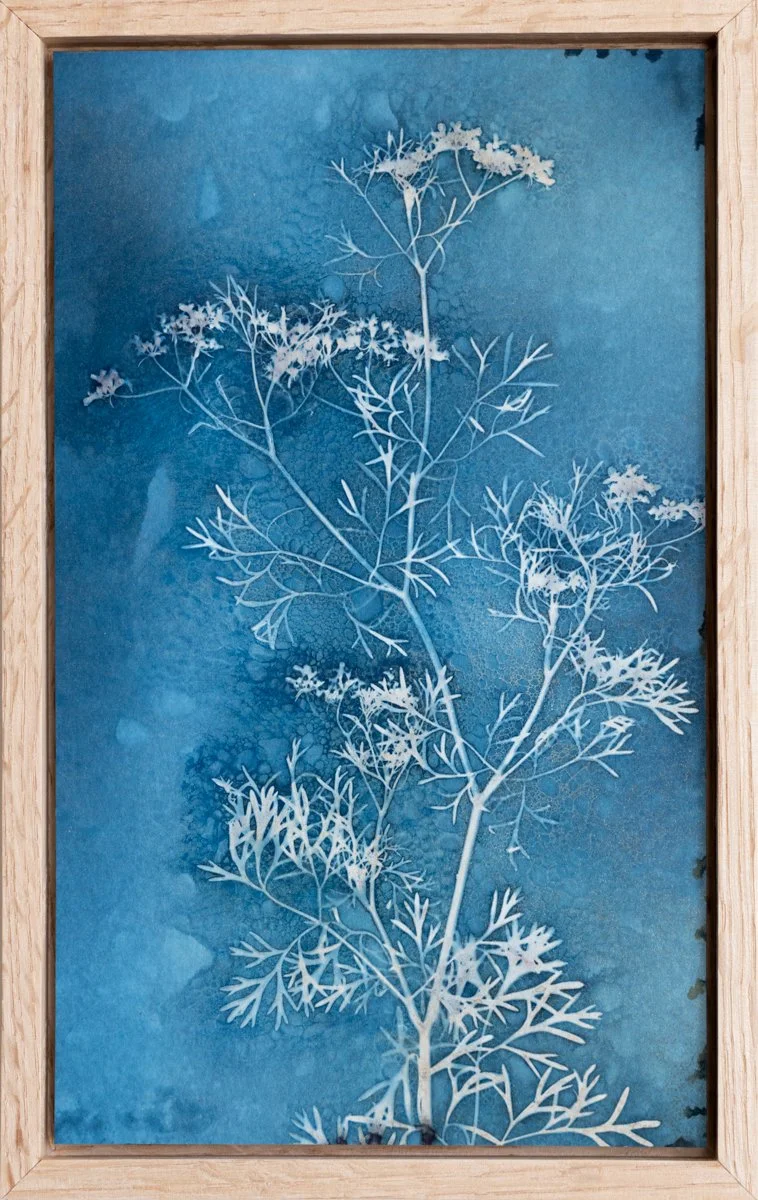 Roxi-Hardegree-cyanotype-Delicacies.jpg