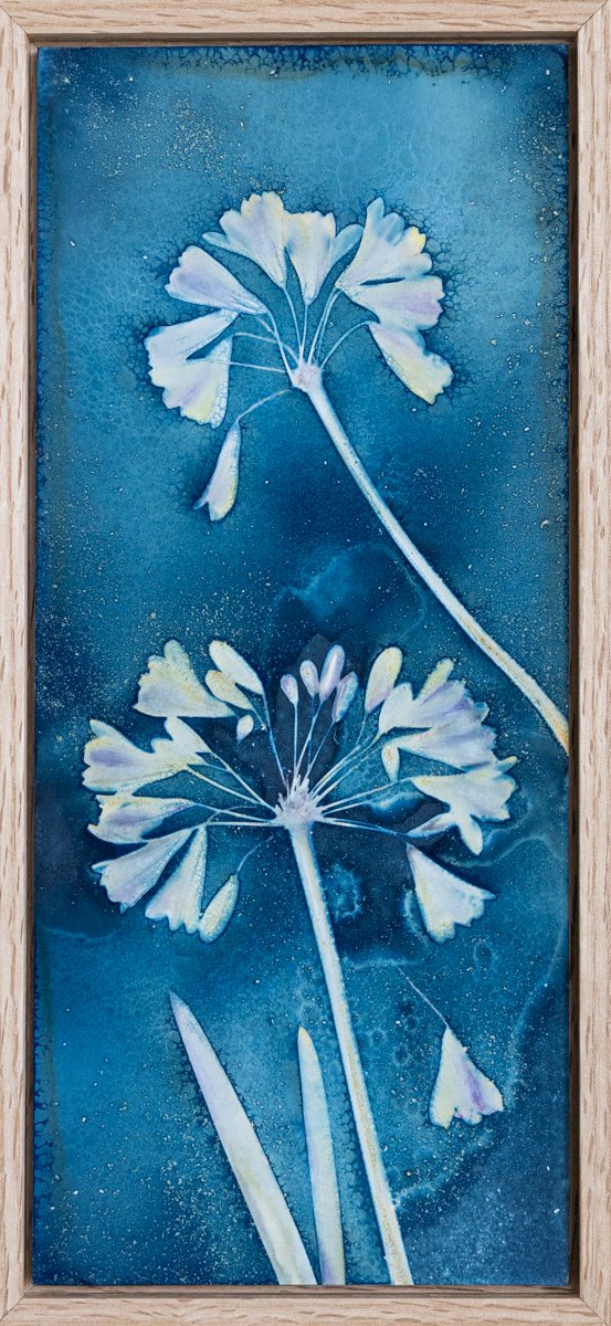 Roxi-Hardegree-cyanotype-Agapanthus.jpg