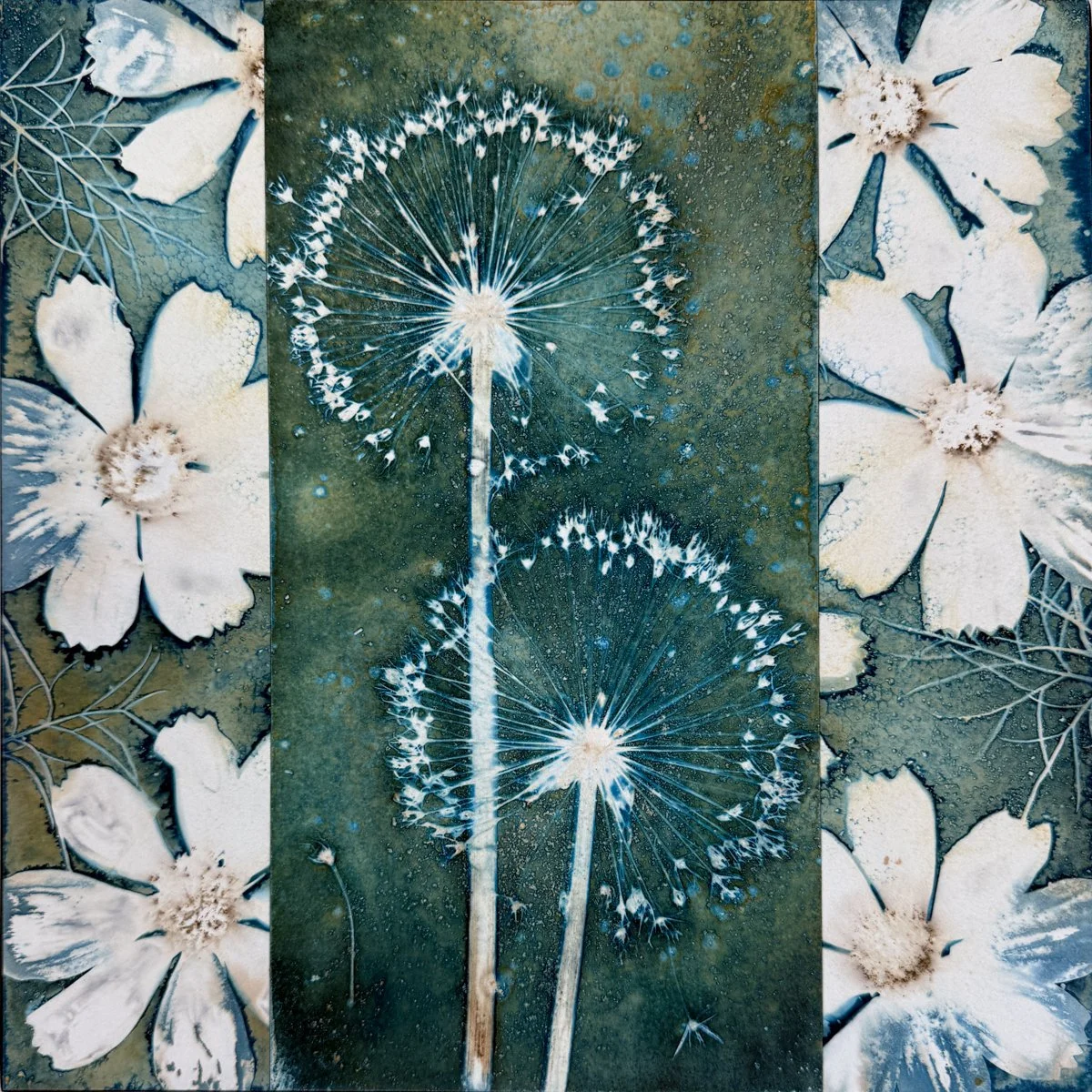 Cosmos and Allium
Cyanotype collage, 10"x10" (SOLD)