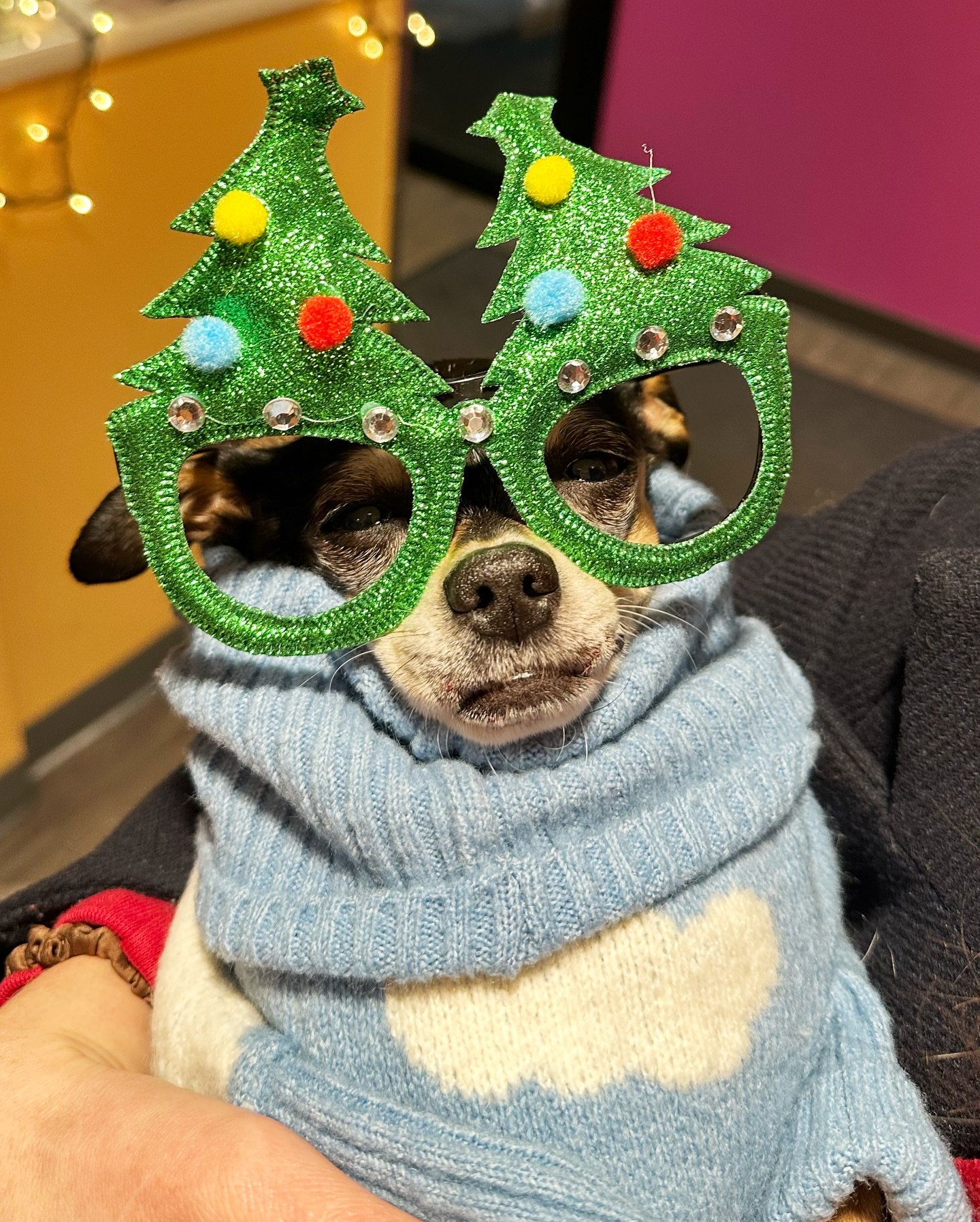 This is Babka. She is a mostly good girl. Babka has appeared in features made about the studio from Dropbox and Adobe, as well as designed and animated for more than a few social projects here.

Babka is also a chihuahua with bad teeth and has to go 