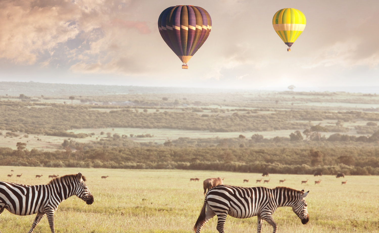 Zebras grazing on the African savanna as hot-air balloons float overhead.
