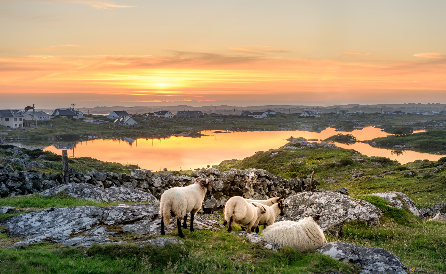 Sheep grazing near a coastal village at sunset with reflections across calm water in Ireland.