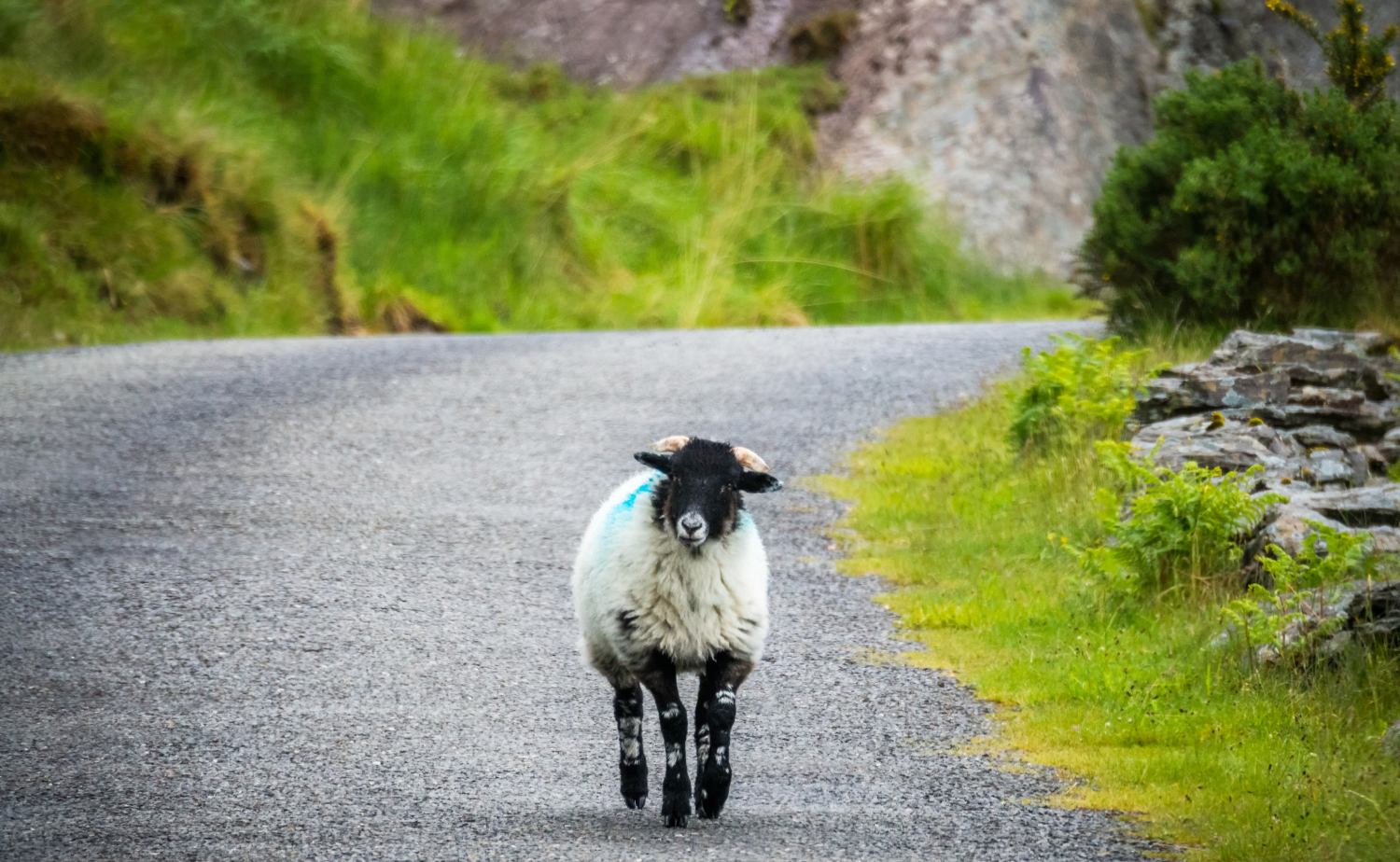 A sheep standing in the middle of a narrow rural road surrounded by green hills in the Irish countryside.