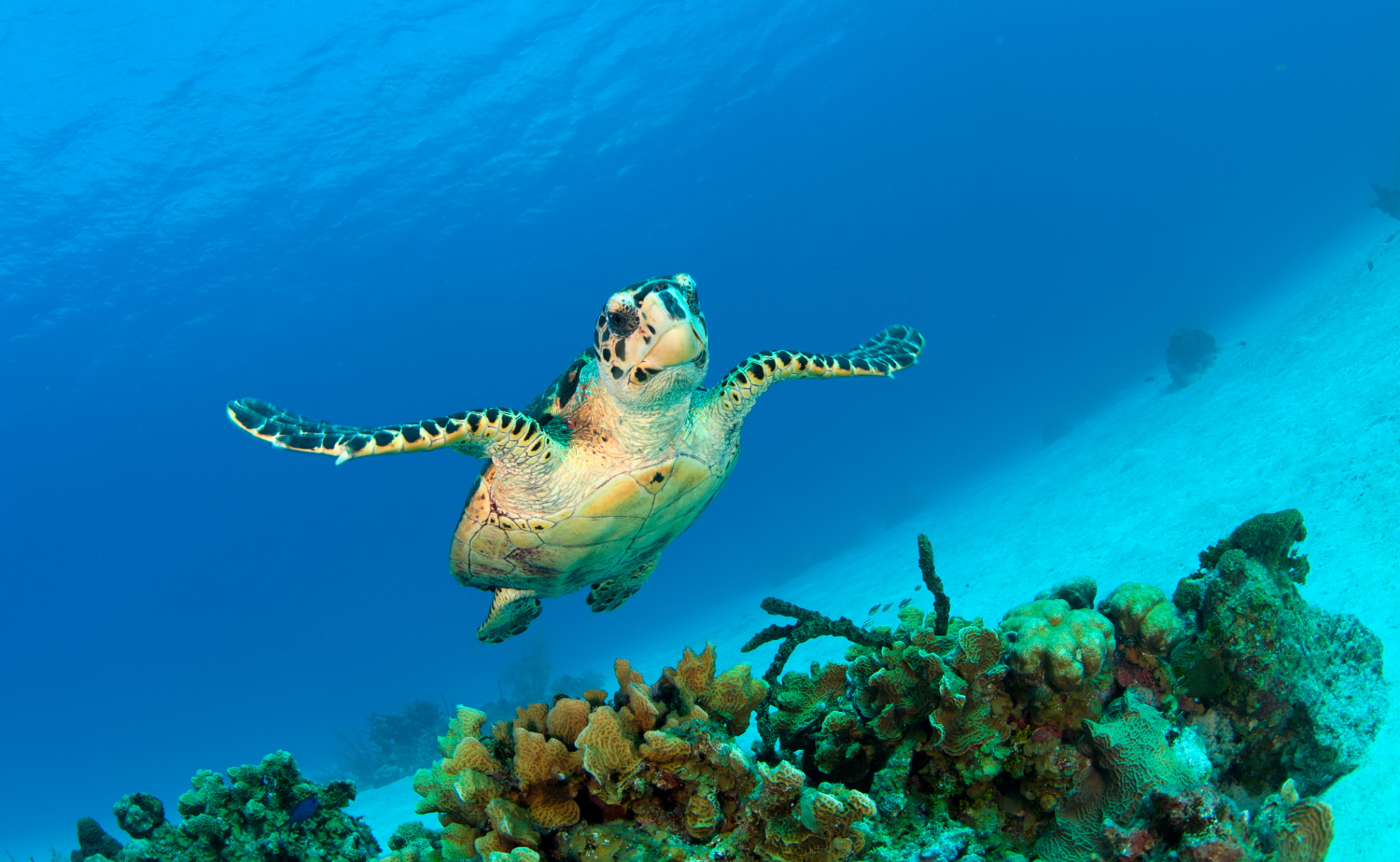 Sea turtle swimming above a colorful coral reef in the clear blue waters of the Caribbean.