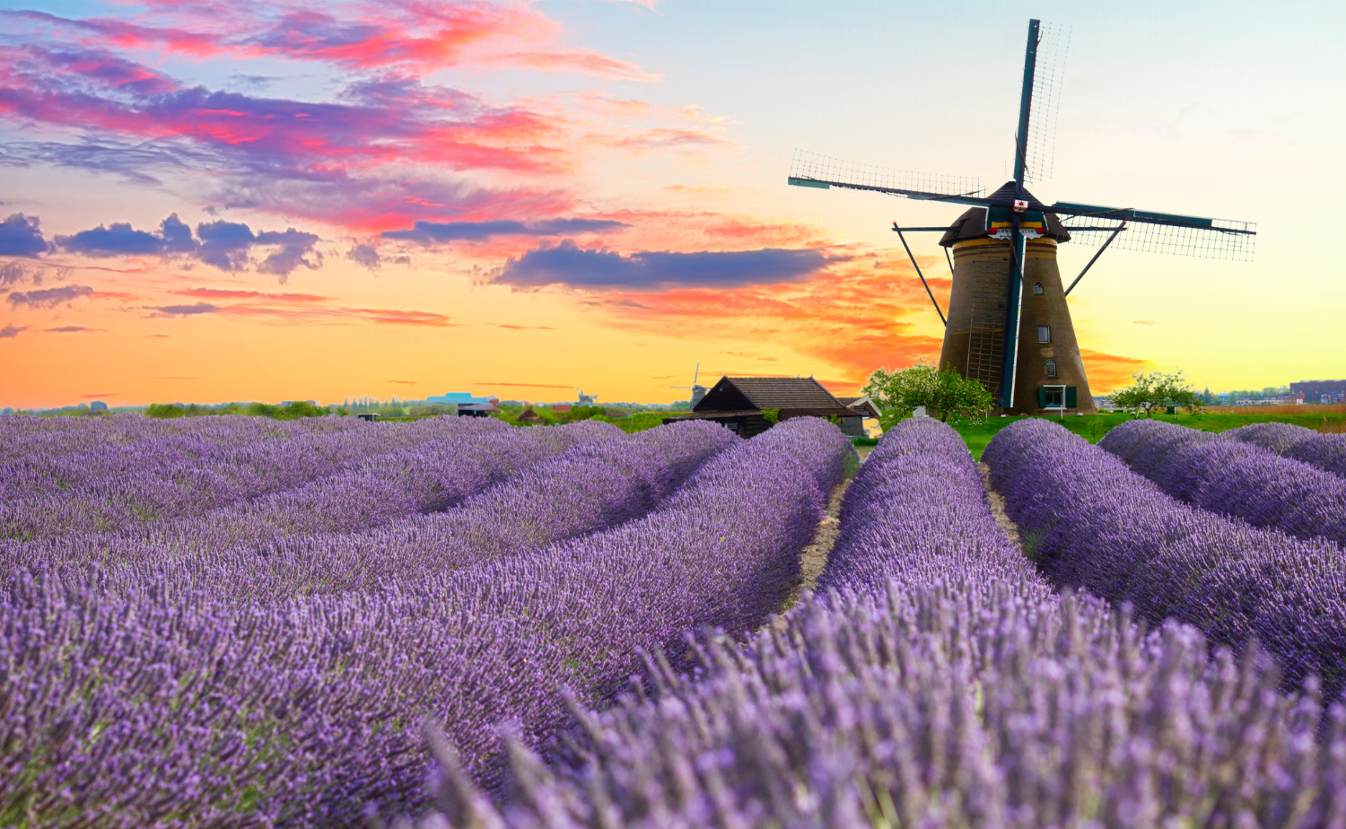 Vibrant lavender fields stretch toward a traditional windmill at sunset in Provence, France.