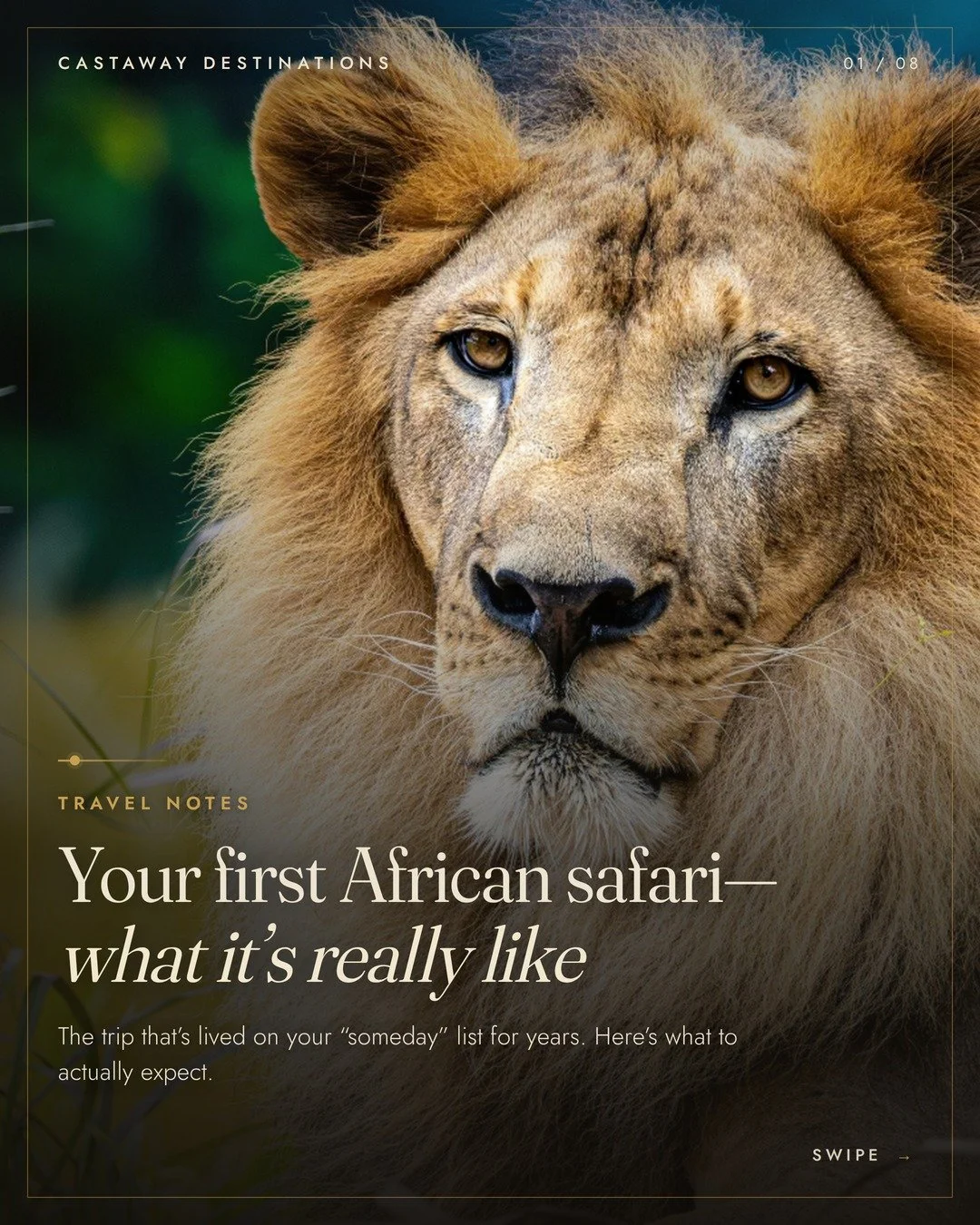 Some trips live on the "someday" list for years. An African safari is one of them. 

And the reality is better than the daydream: early game drives when the wild is most alive, long slow afternoons by the pool, and golden-hour sightings you